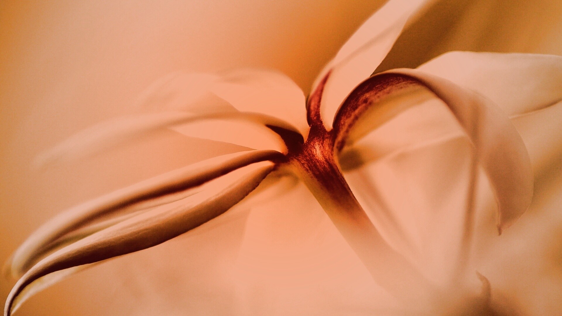 Цветок обои