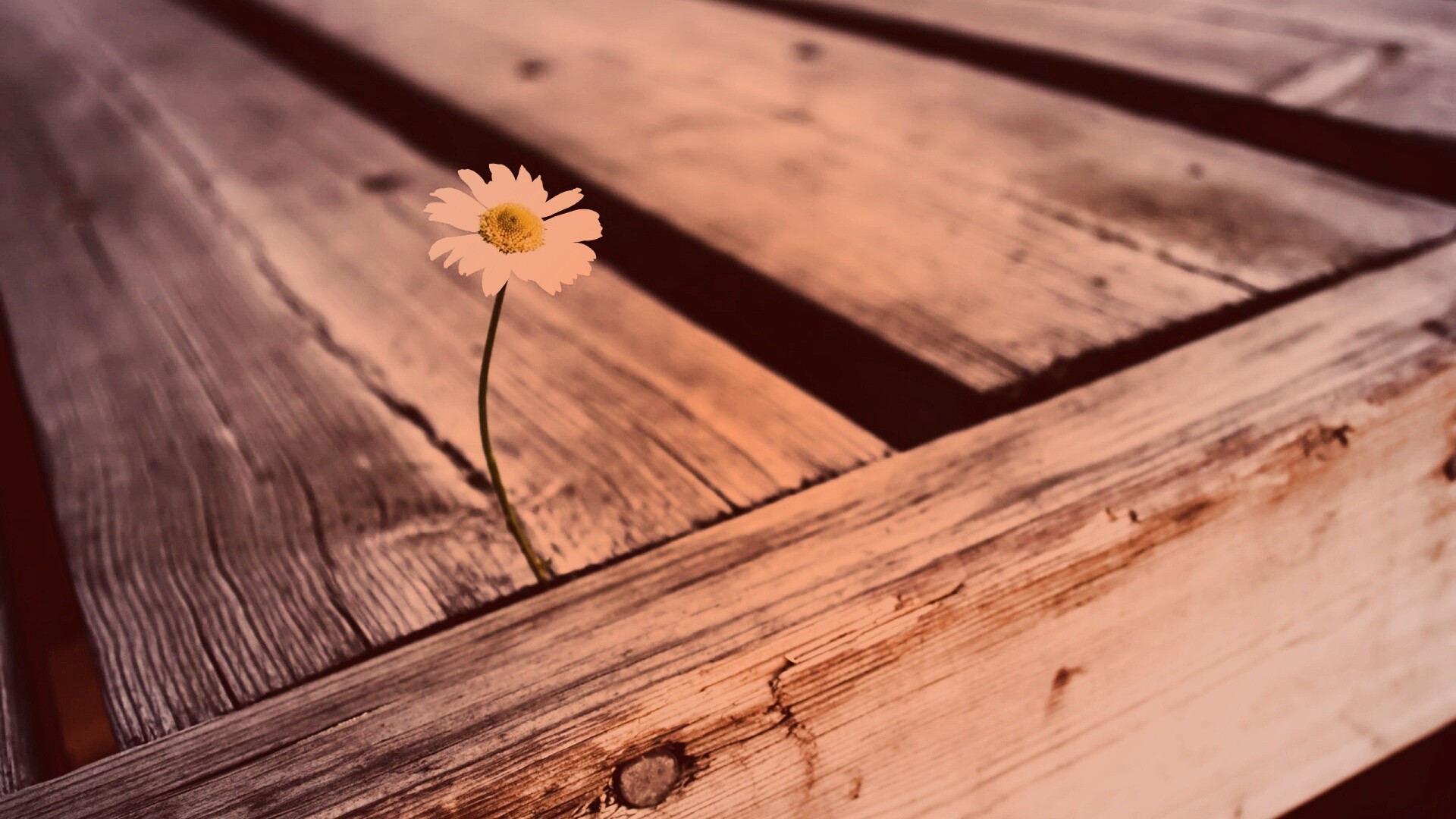 Жизнь среди смерти обои