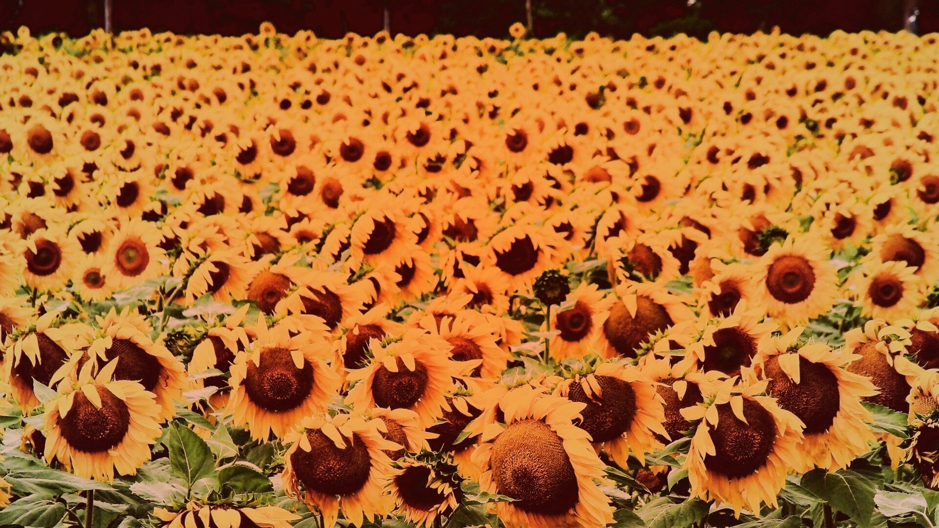 Поле подсолнухов обои