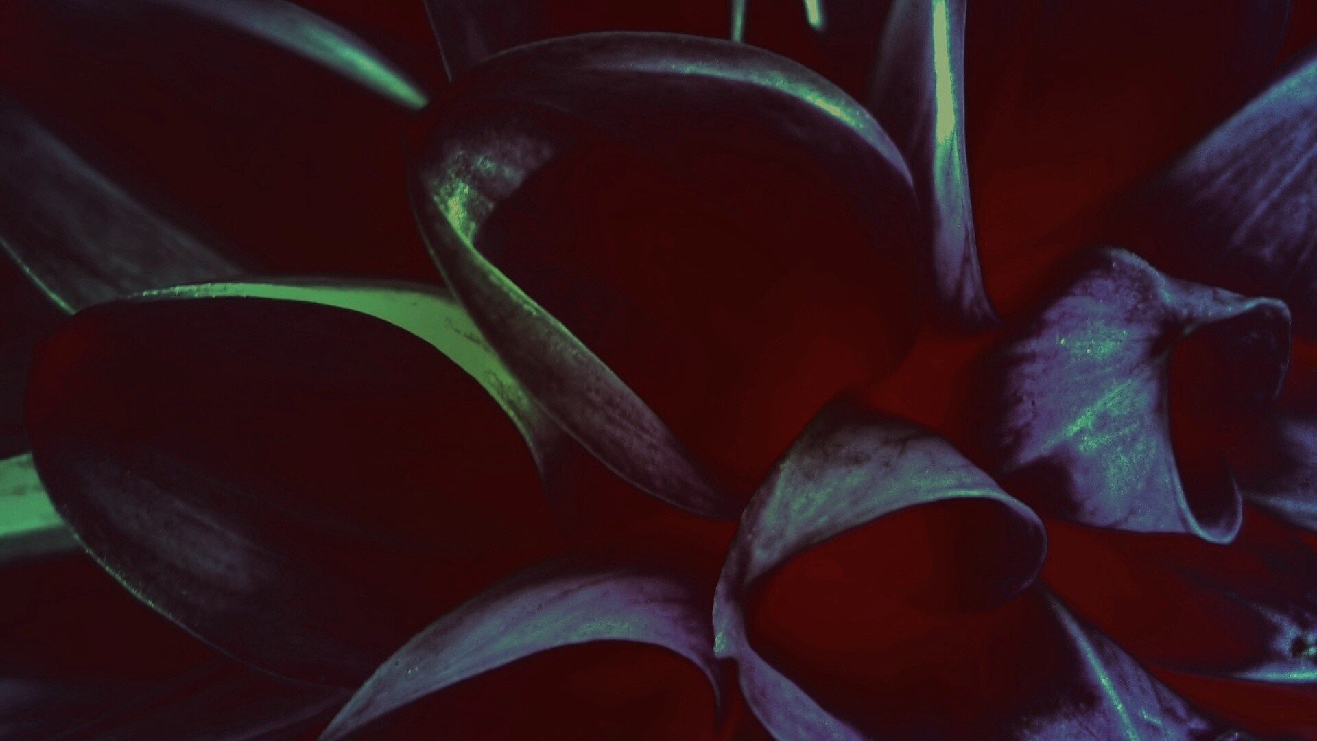 Лепестки обои