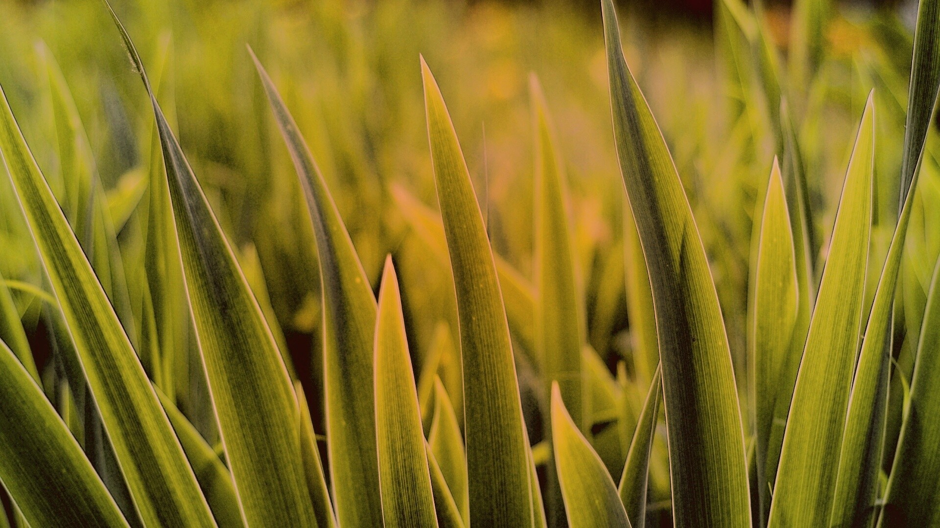 Идеальная зелень обои