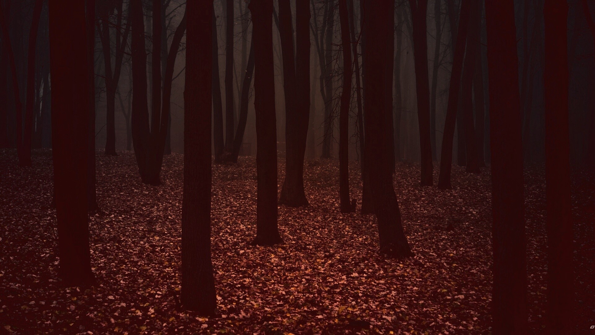 Таинственный лес обои