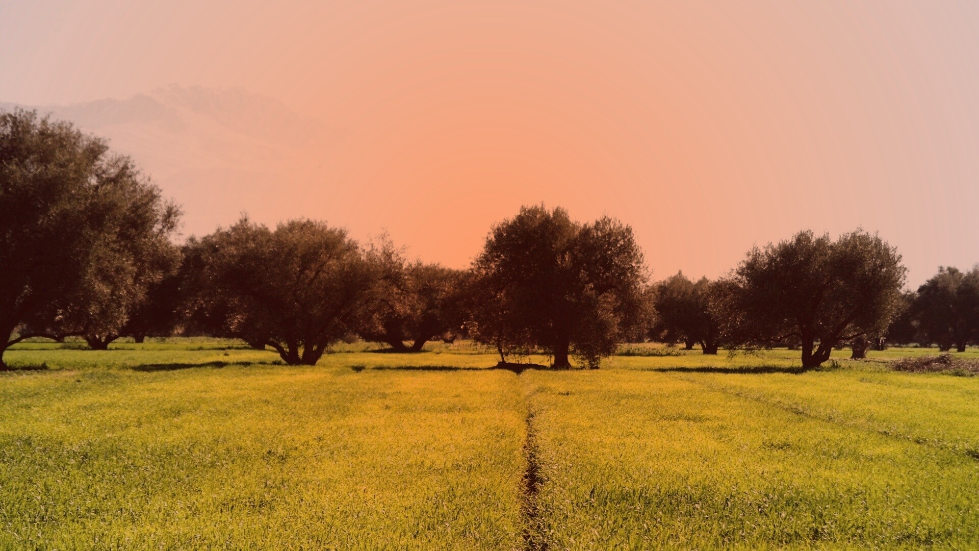 Зеленое поле обои