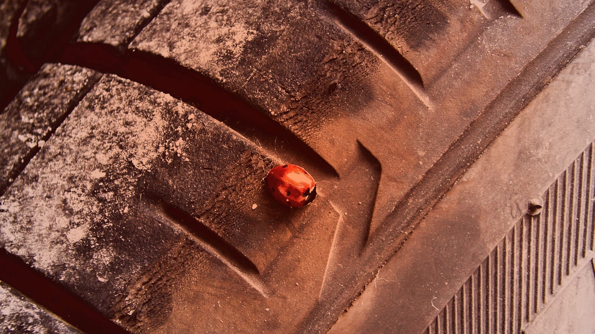 Божья коровка на автомобильной покрышке обои