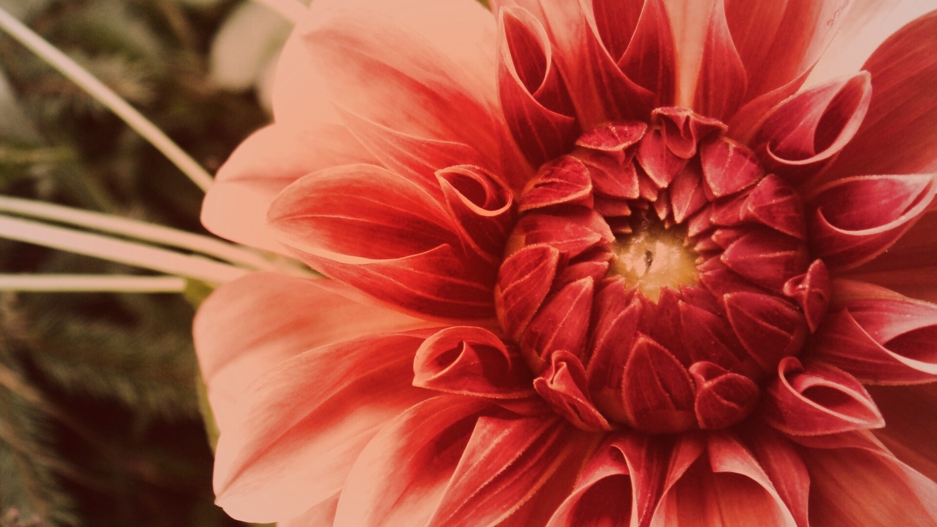 Аленький цветочек обои