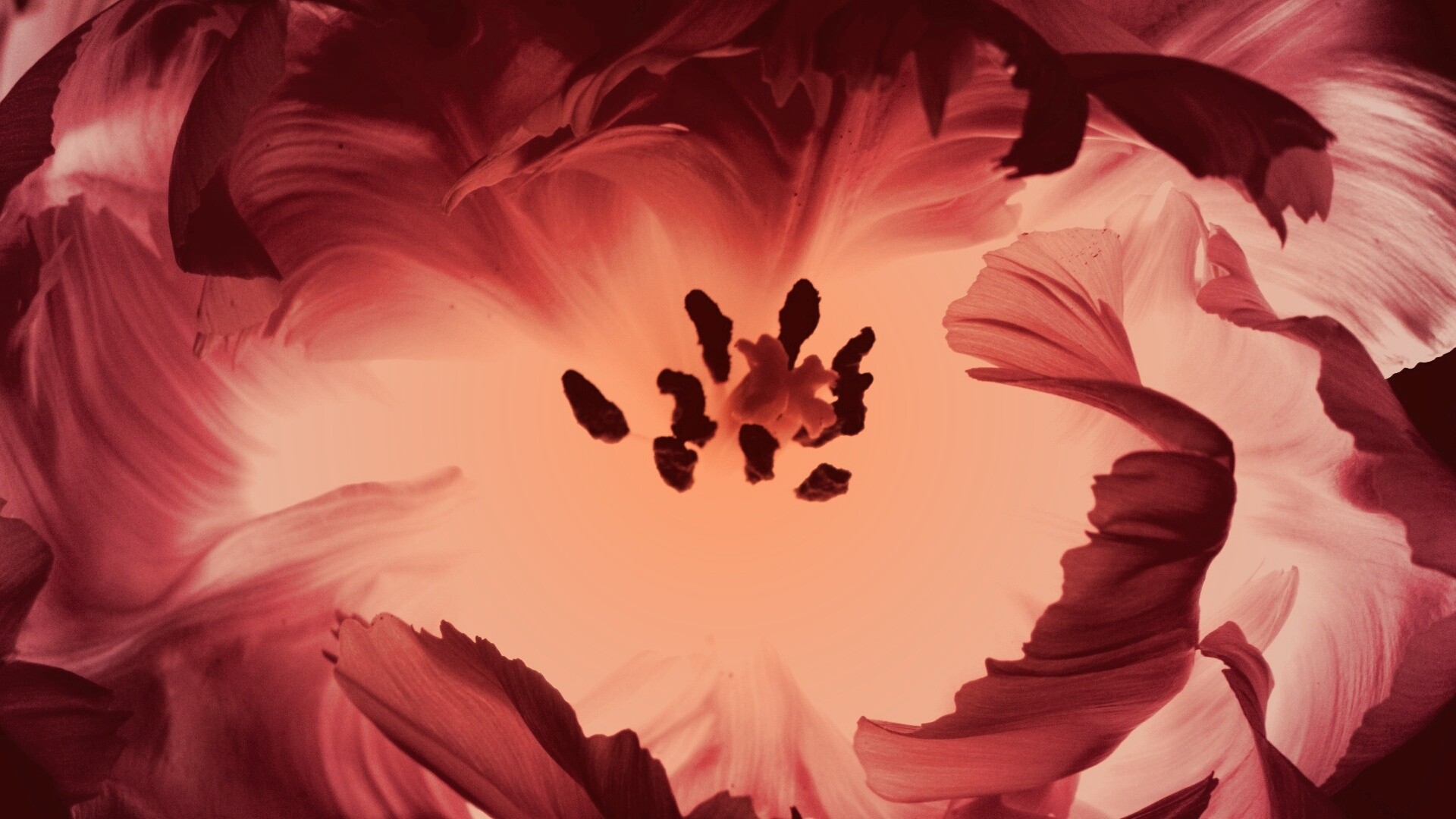 Пылающий цветок обои