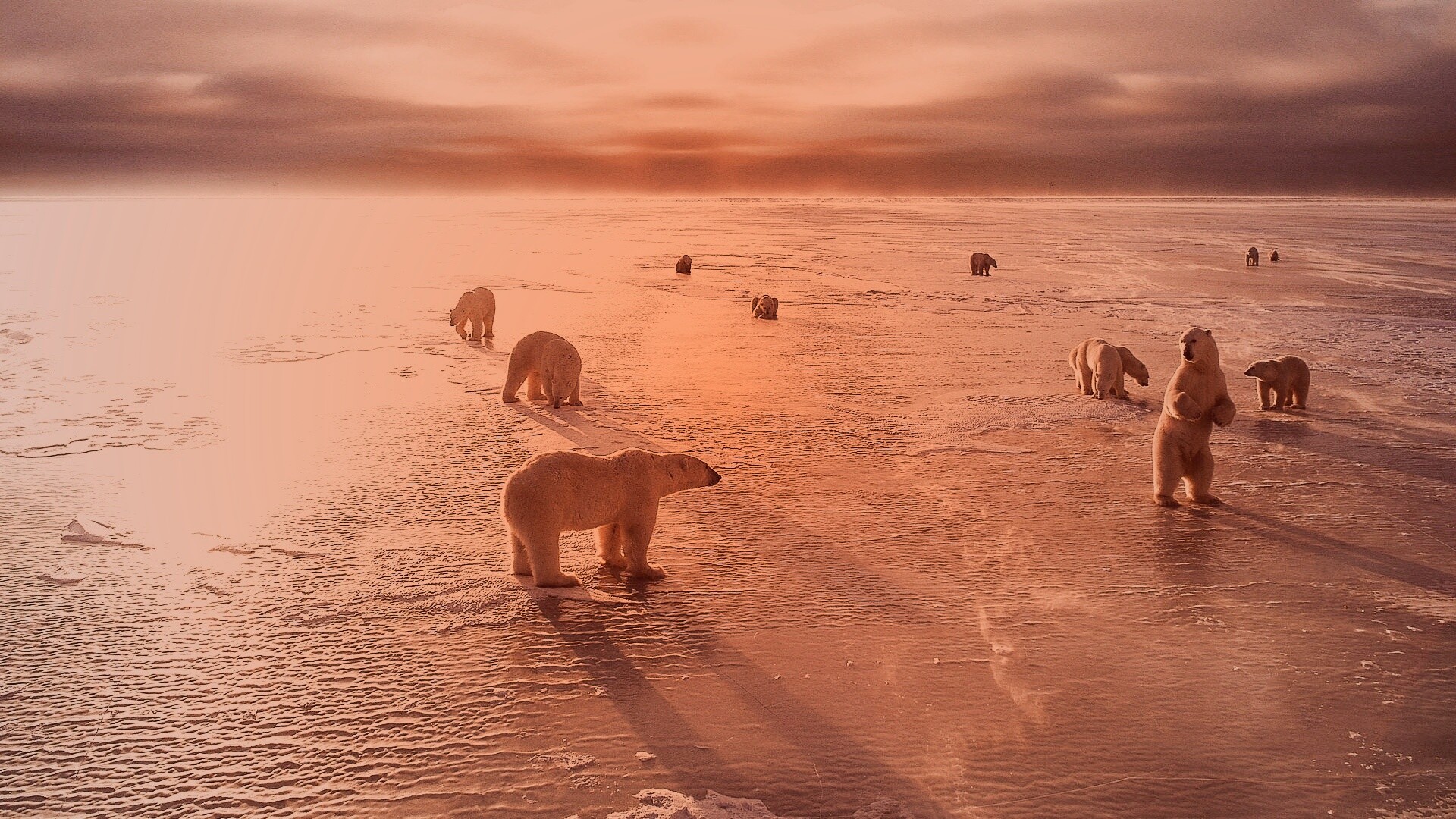 Полярные медведи обои