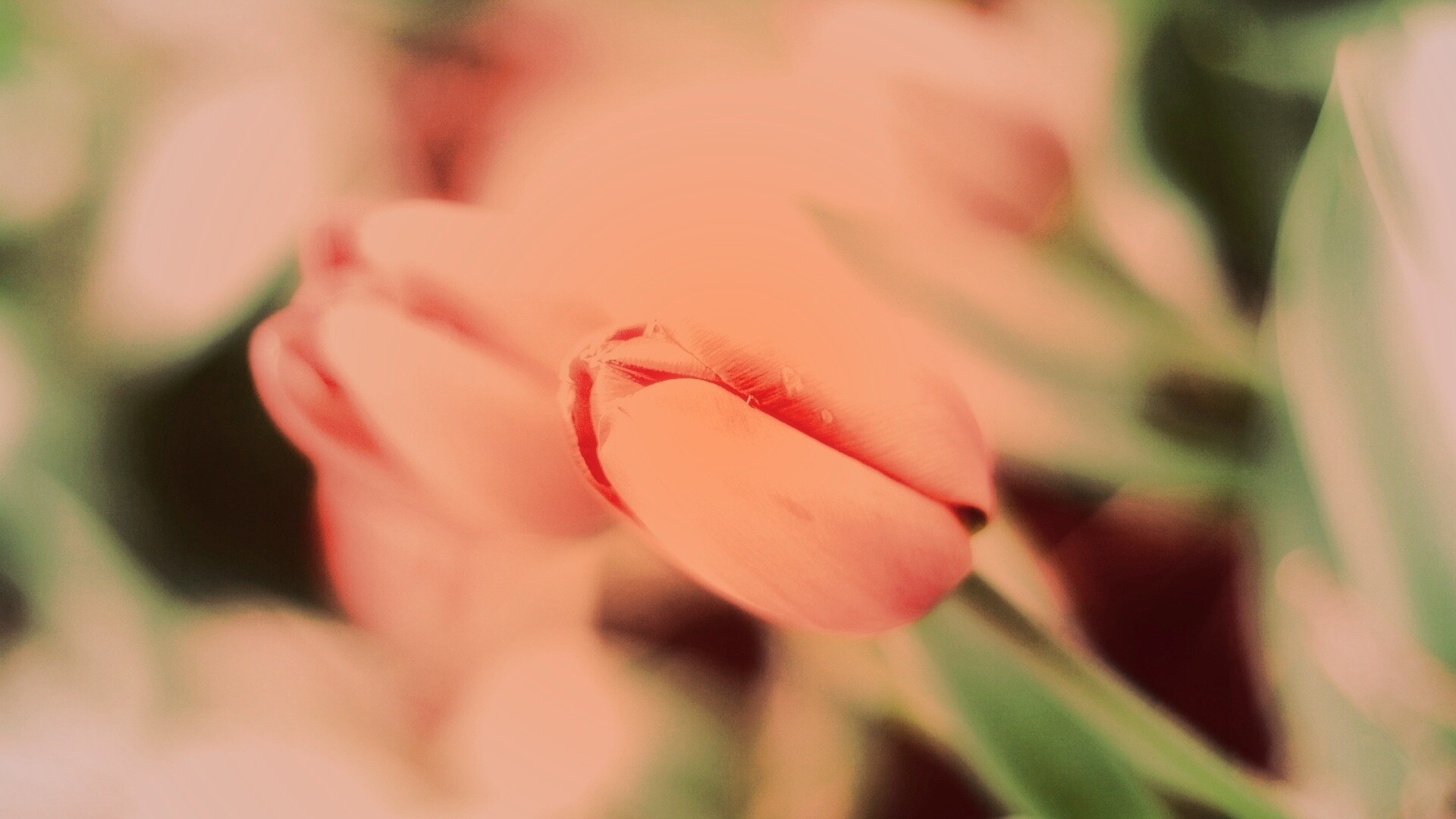 Красивый тюльпан обои