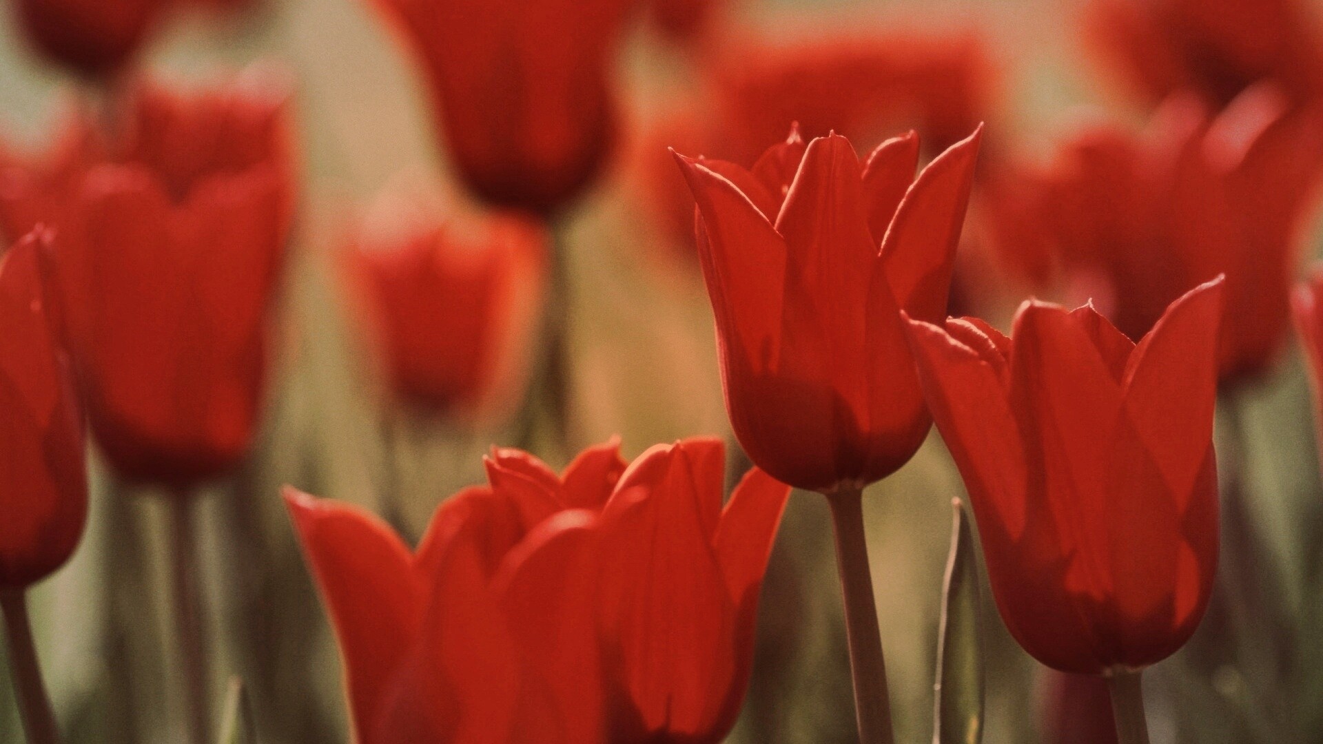 Красные цветы обои