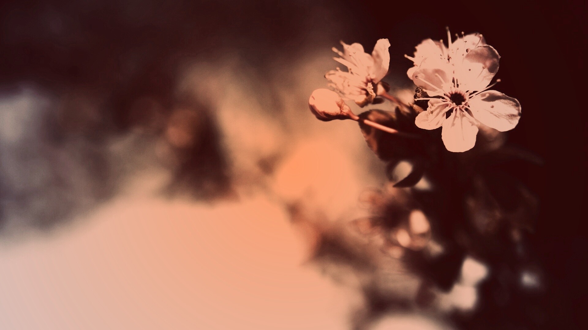 Цветок вишни обои