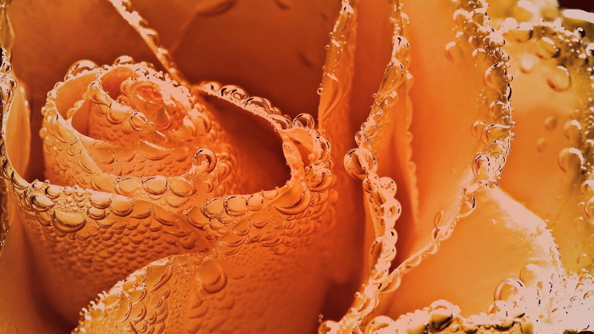 Мокрый желтый цветок обои