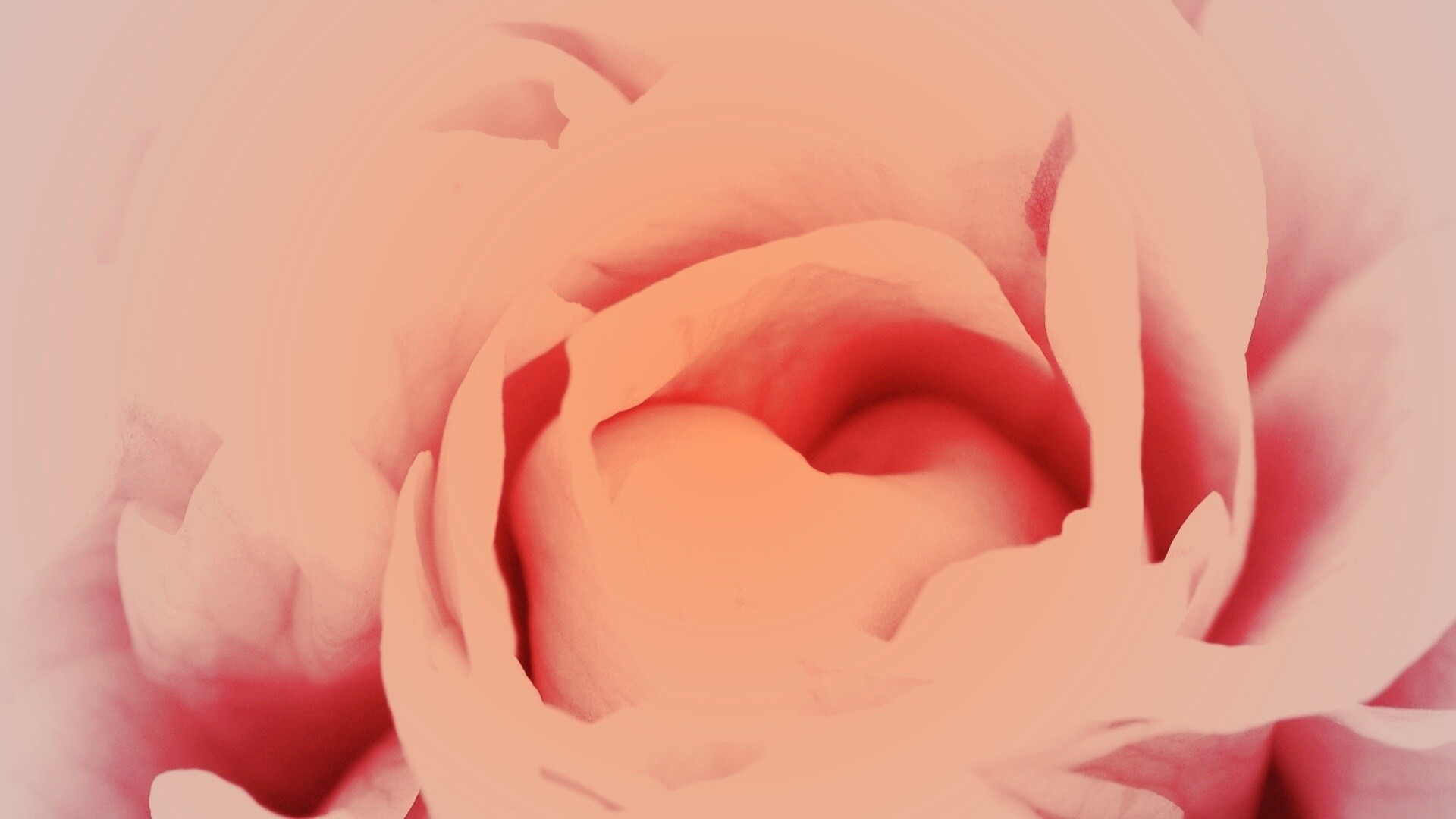 Розовый цветок обои