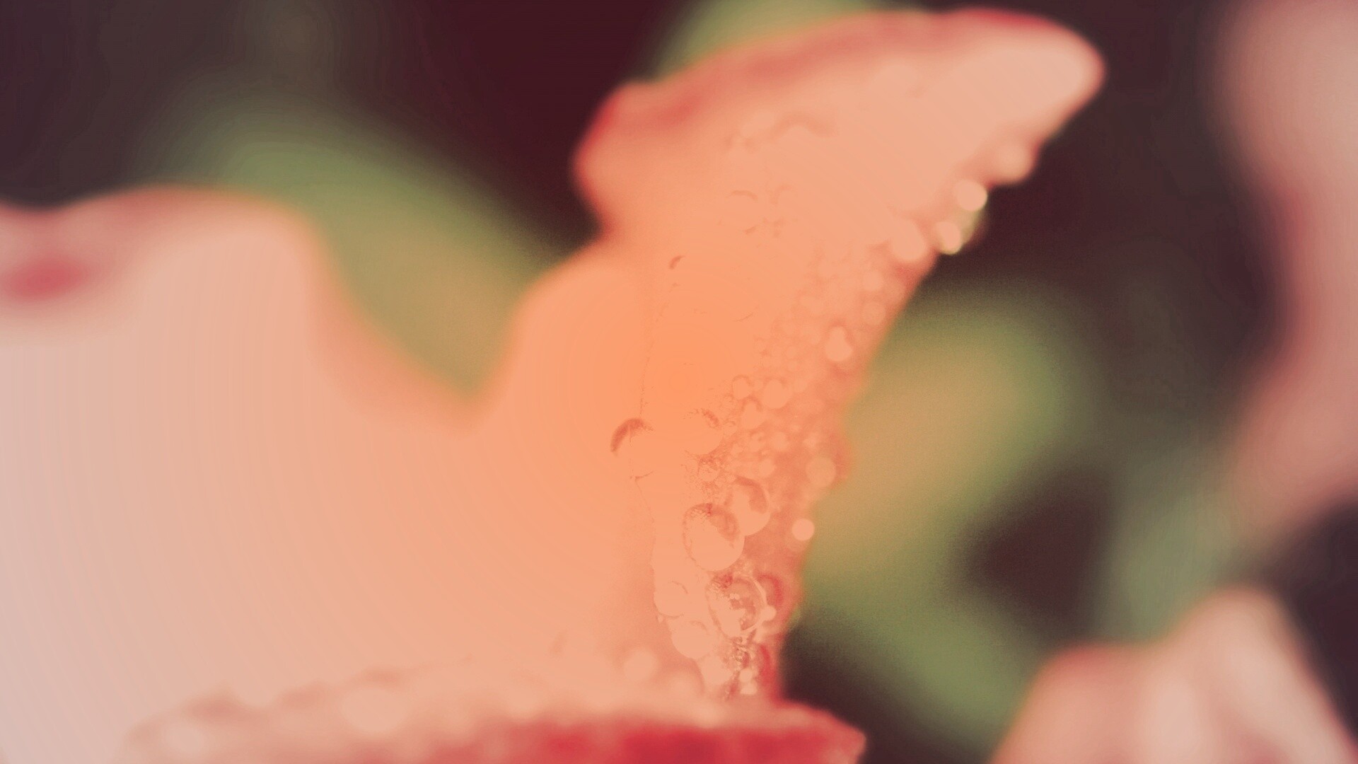 Капли росы на лепестке обои