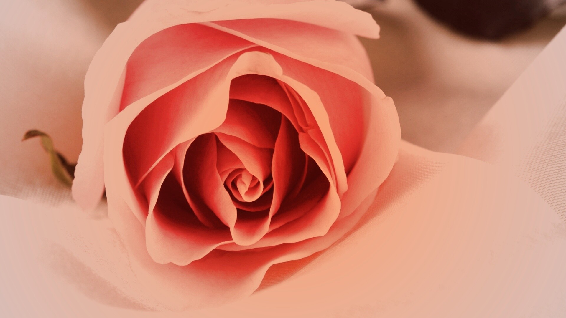 Нежная роза обои