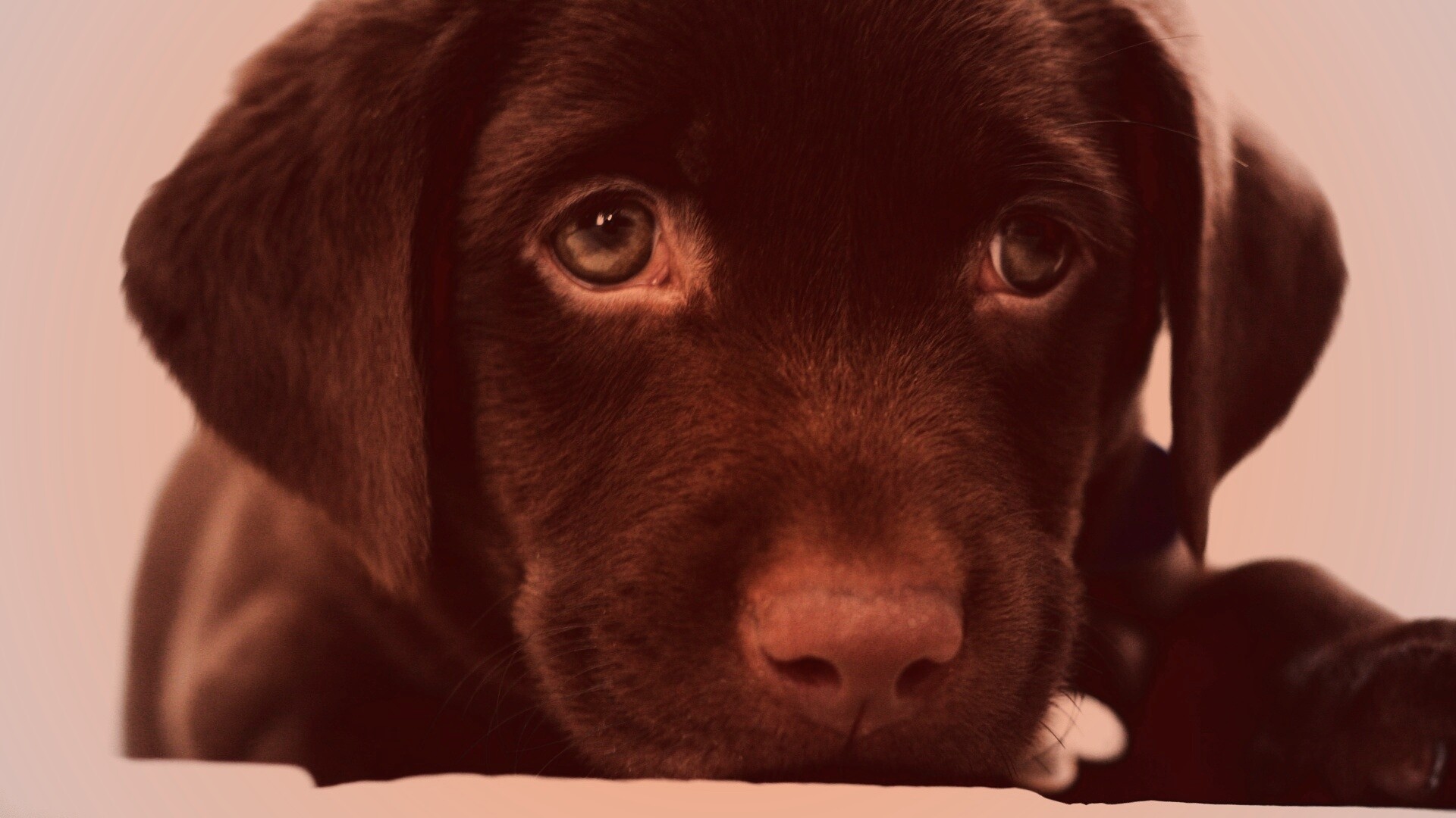 Пушистый шоколадка обои