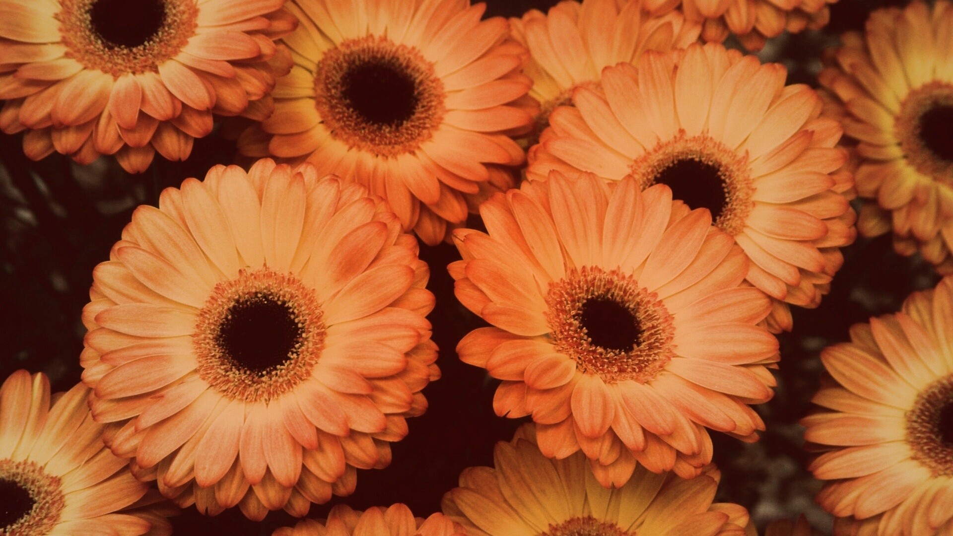 Желтые герберы обои