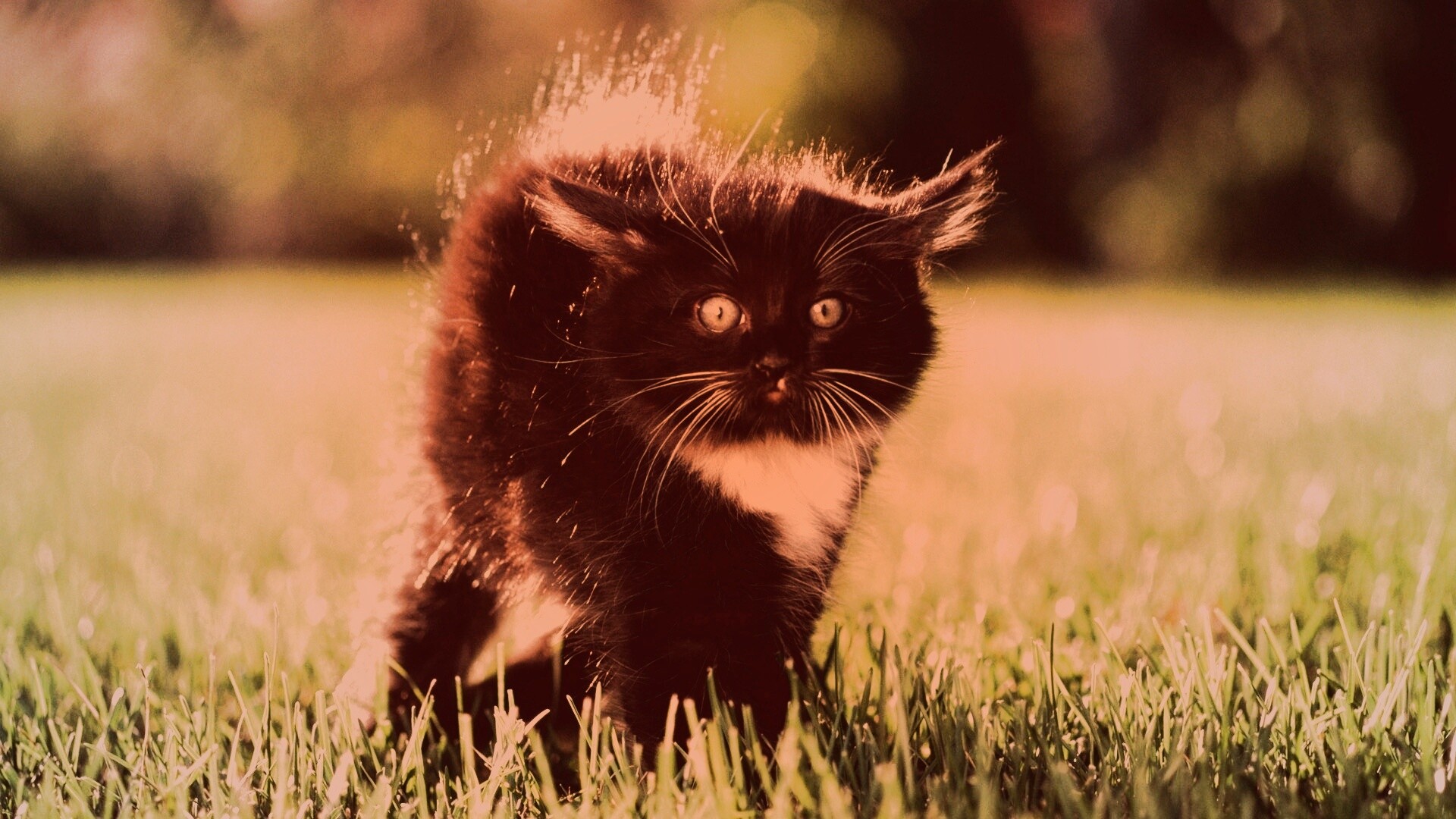 Кот воитель обои