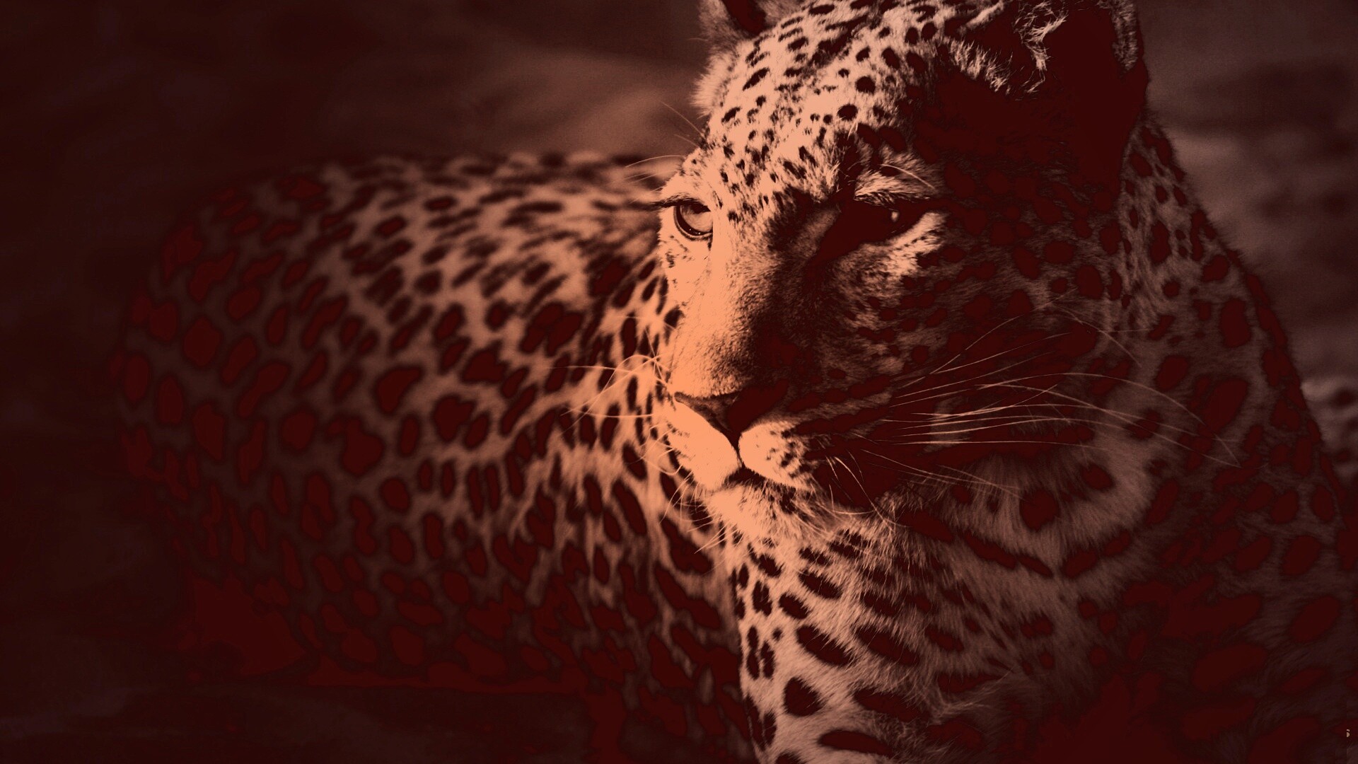 Леопард обои