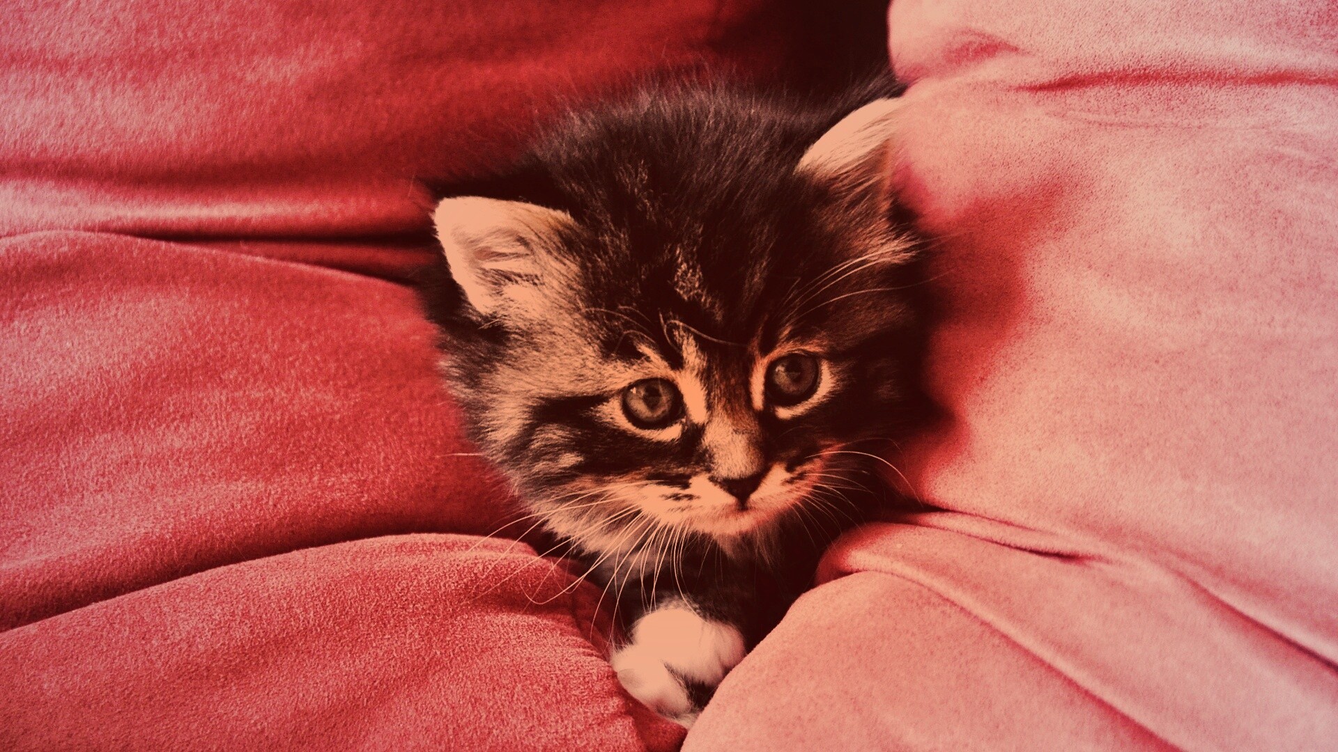 Котенок в подушках обои