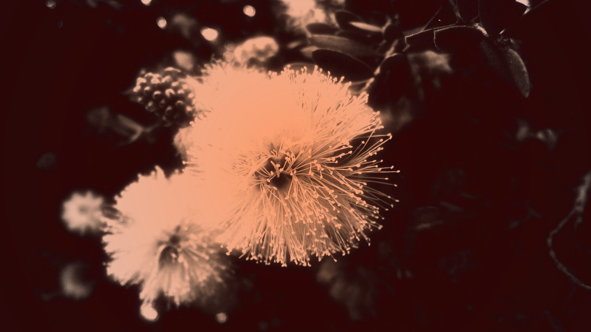 Сказочный цветок обои