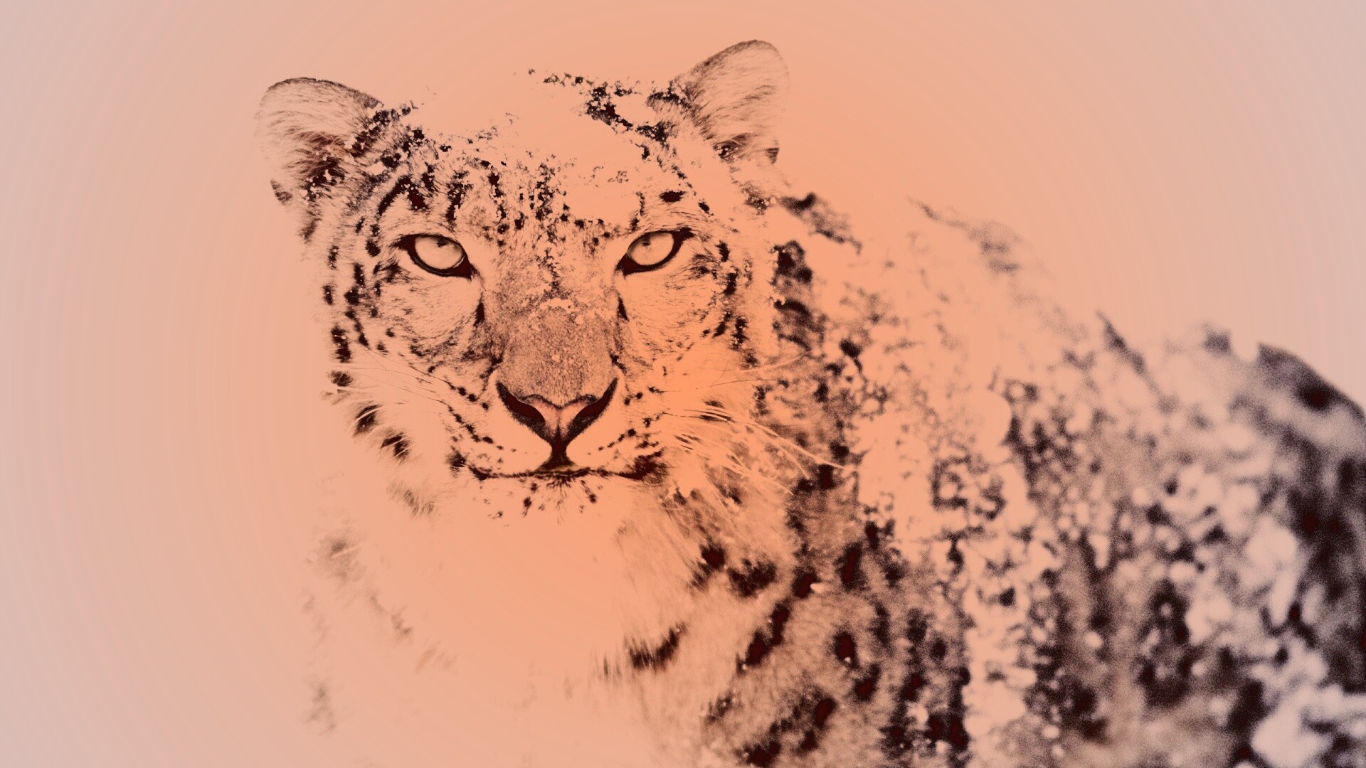 Снежный леопард обои