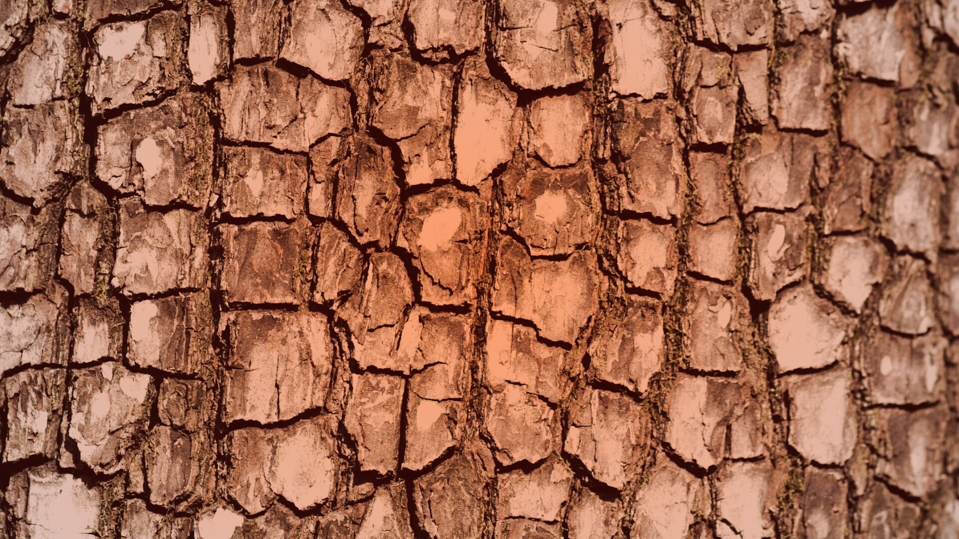 Кора дерева обои