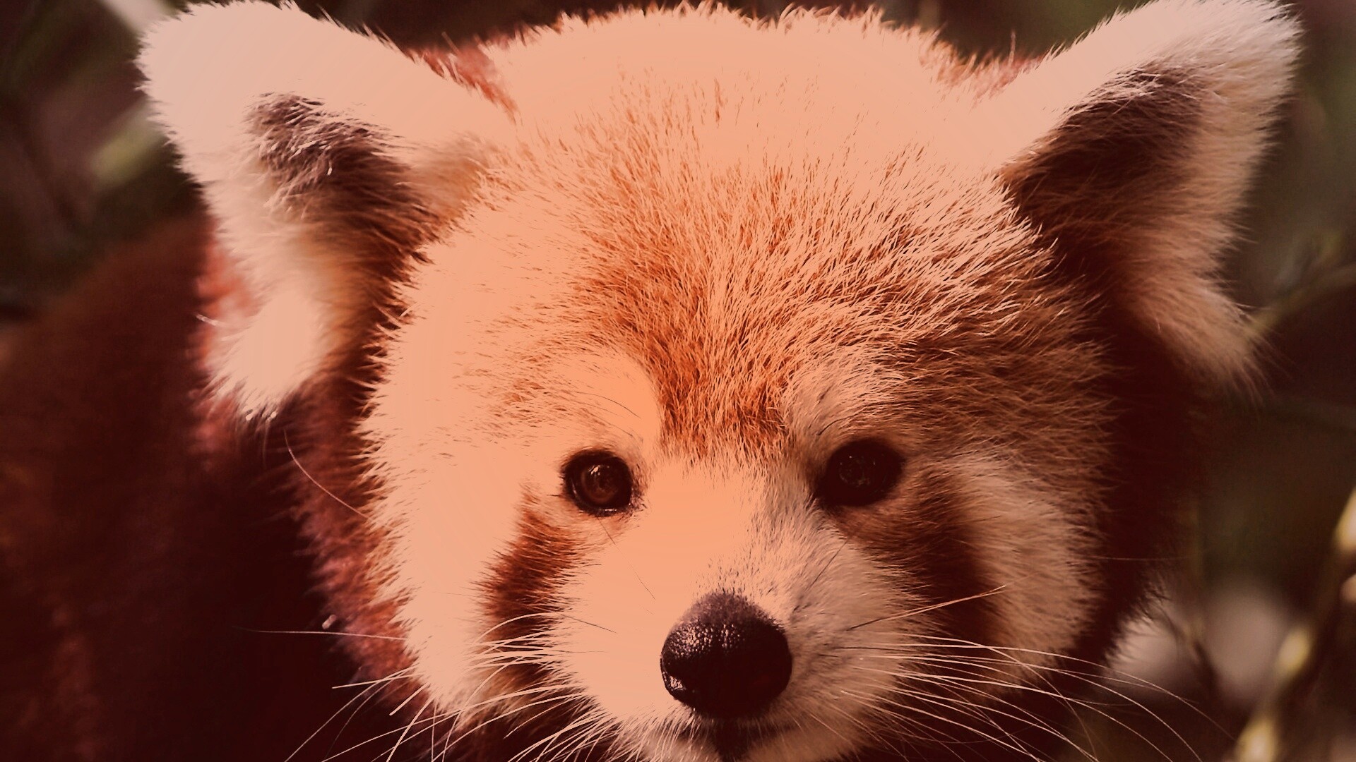 Красная панда обои