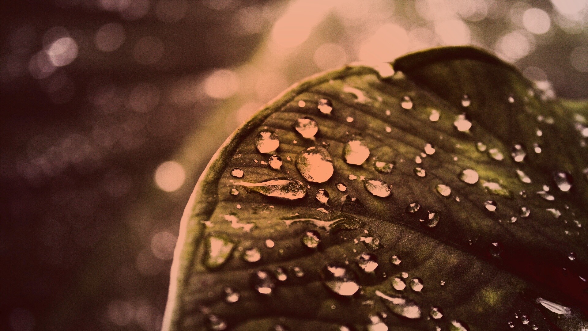 Роса на листке обои