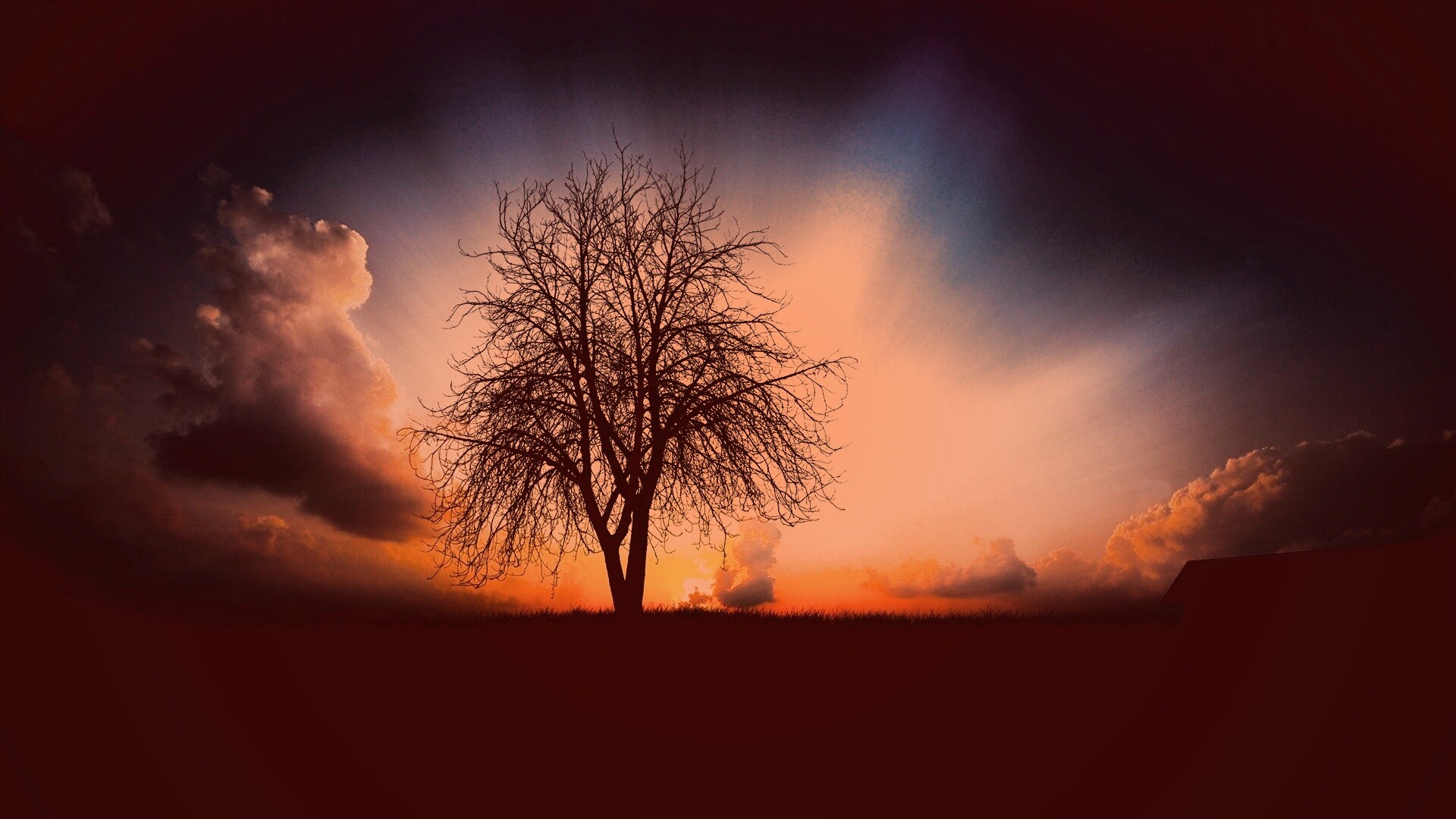 Дерево на закате обои