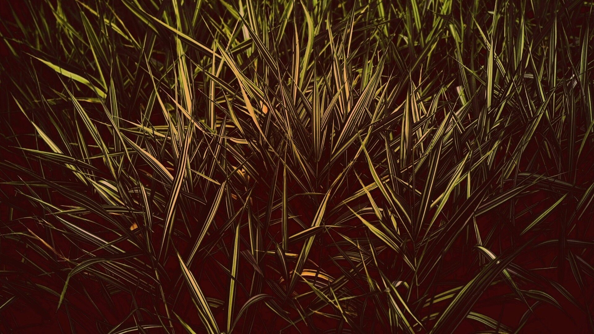 Дикая трава обои