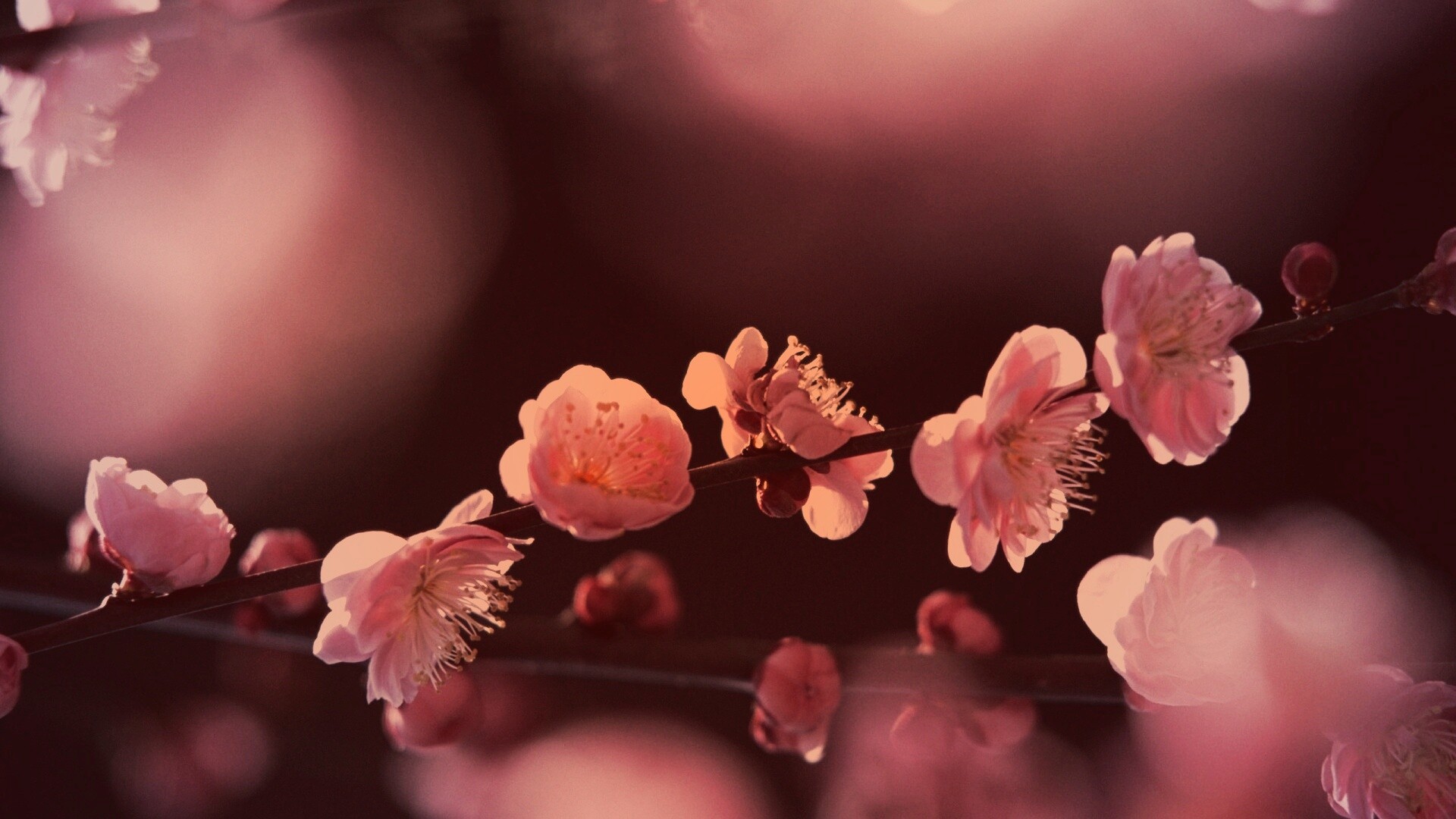 Цветущая вишня обои