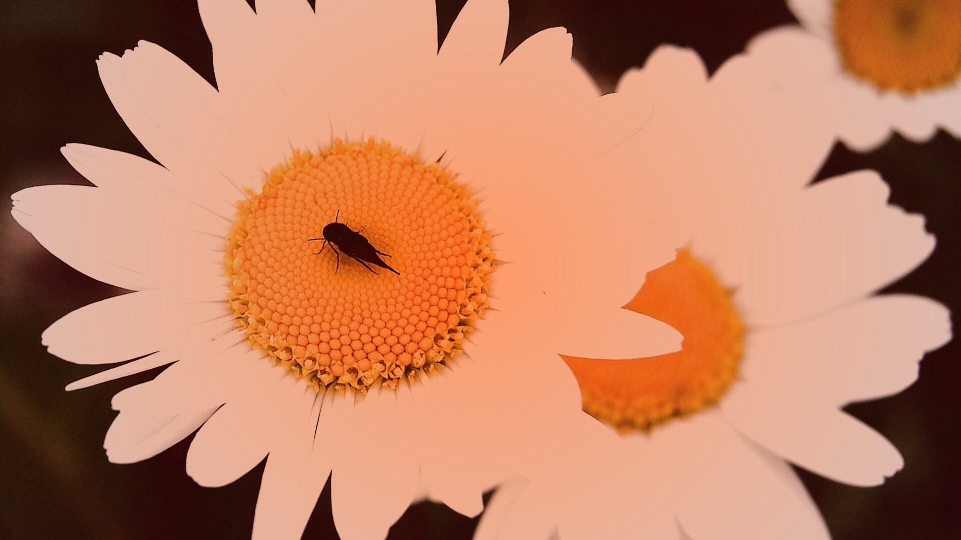 Ромашки обои