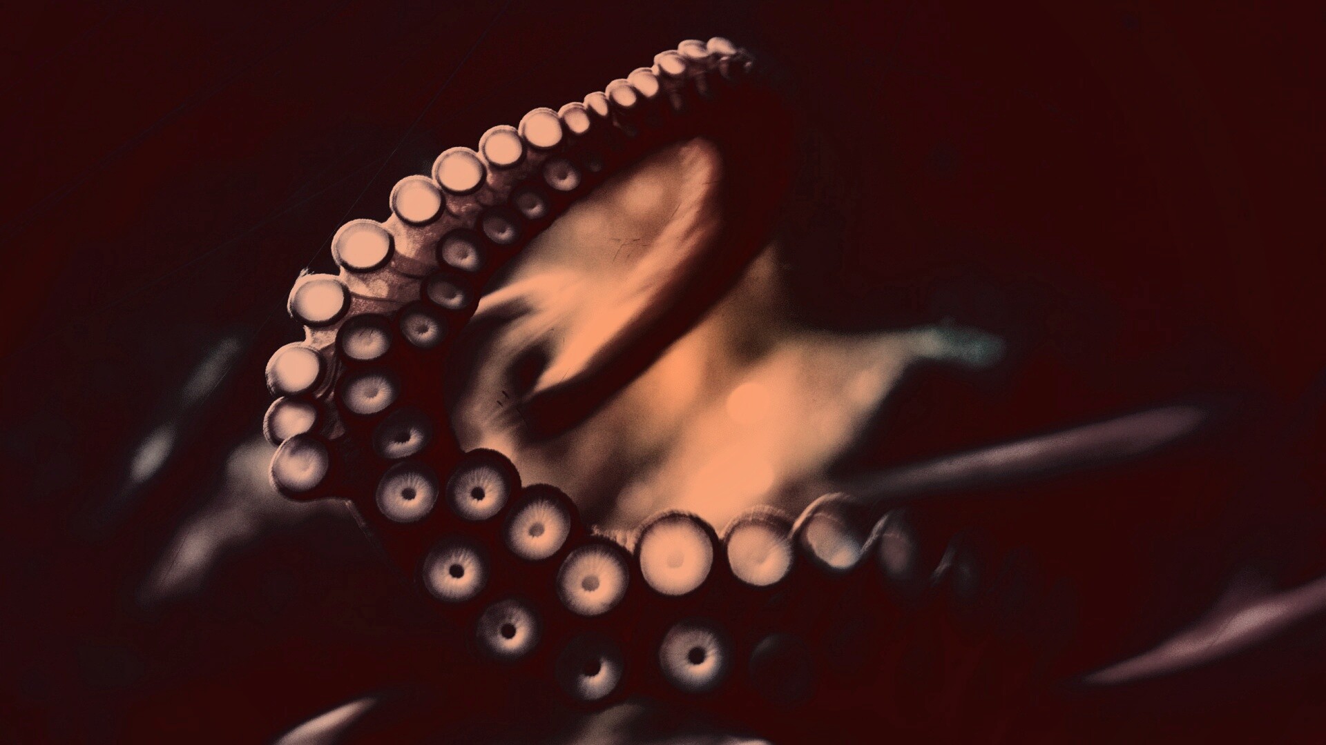 Щупальце обои