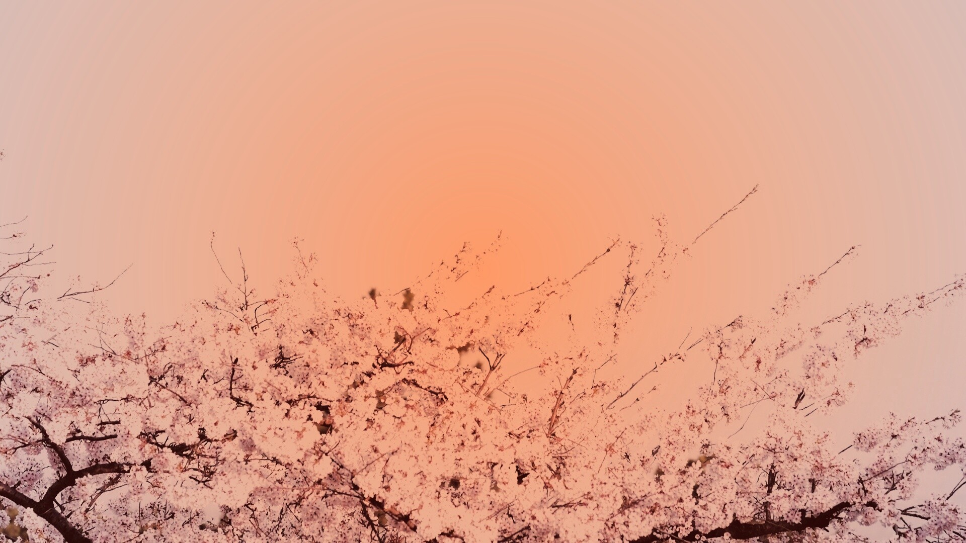 Цветение вишни в горах обои