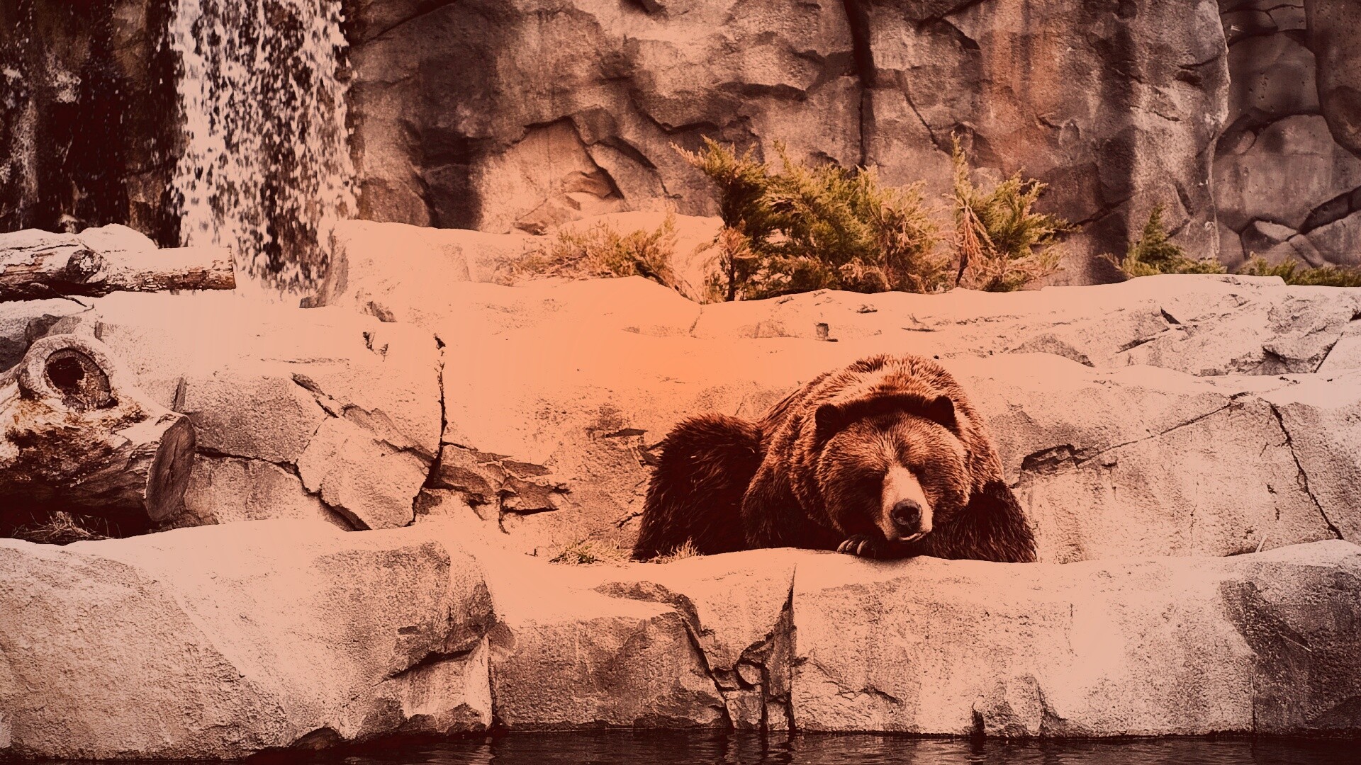 Медведь обои