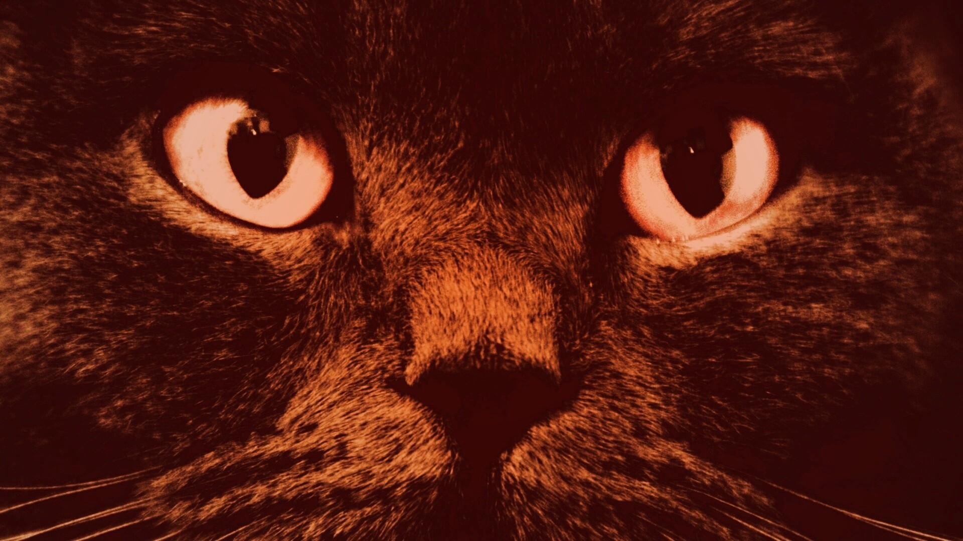 Черный кот с оранжевыми глазами обои
