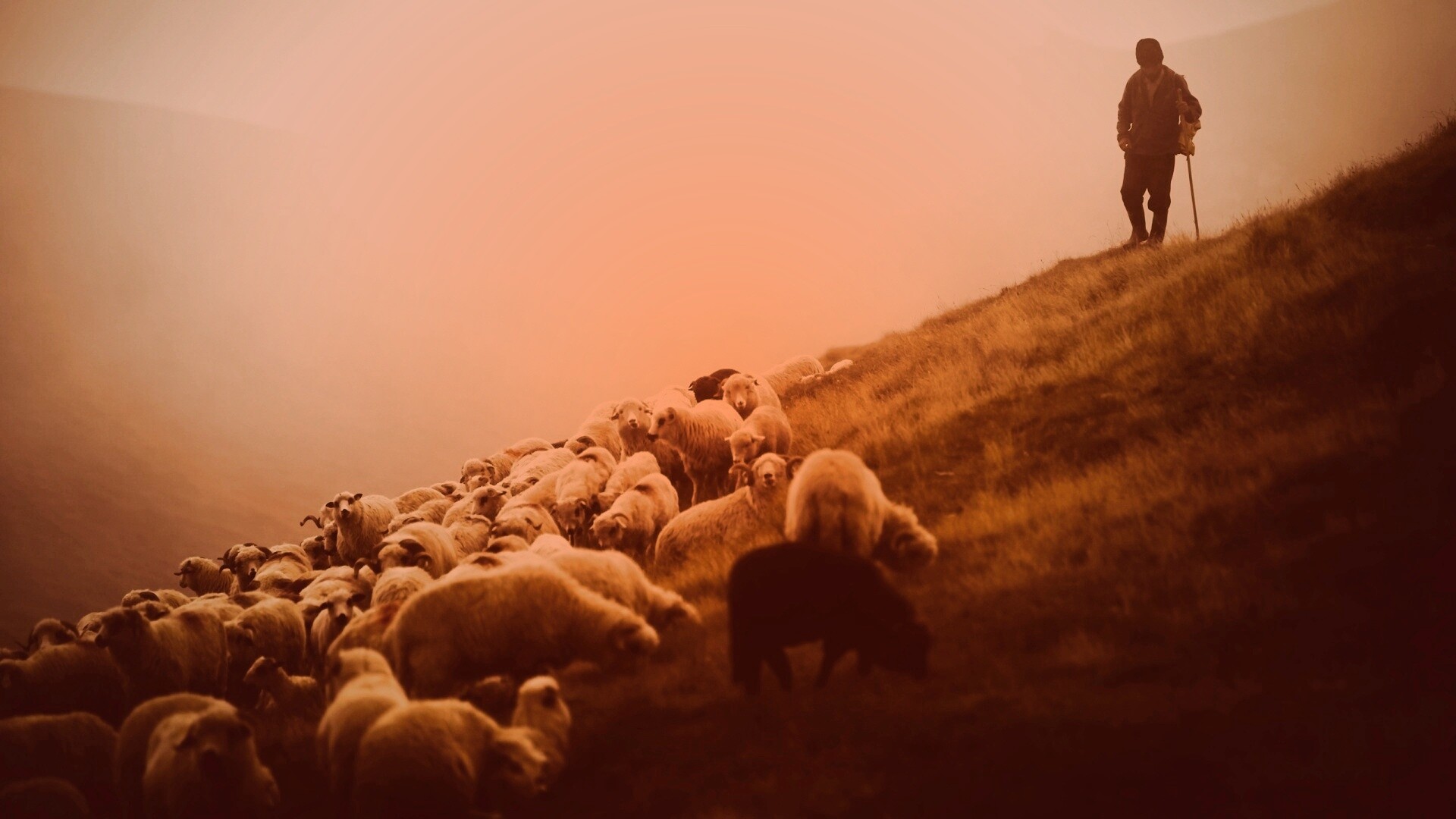 Пастух и стадо обои