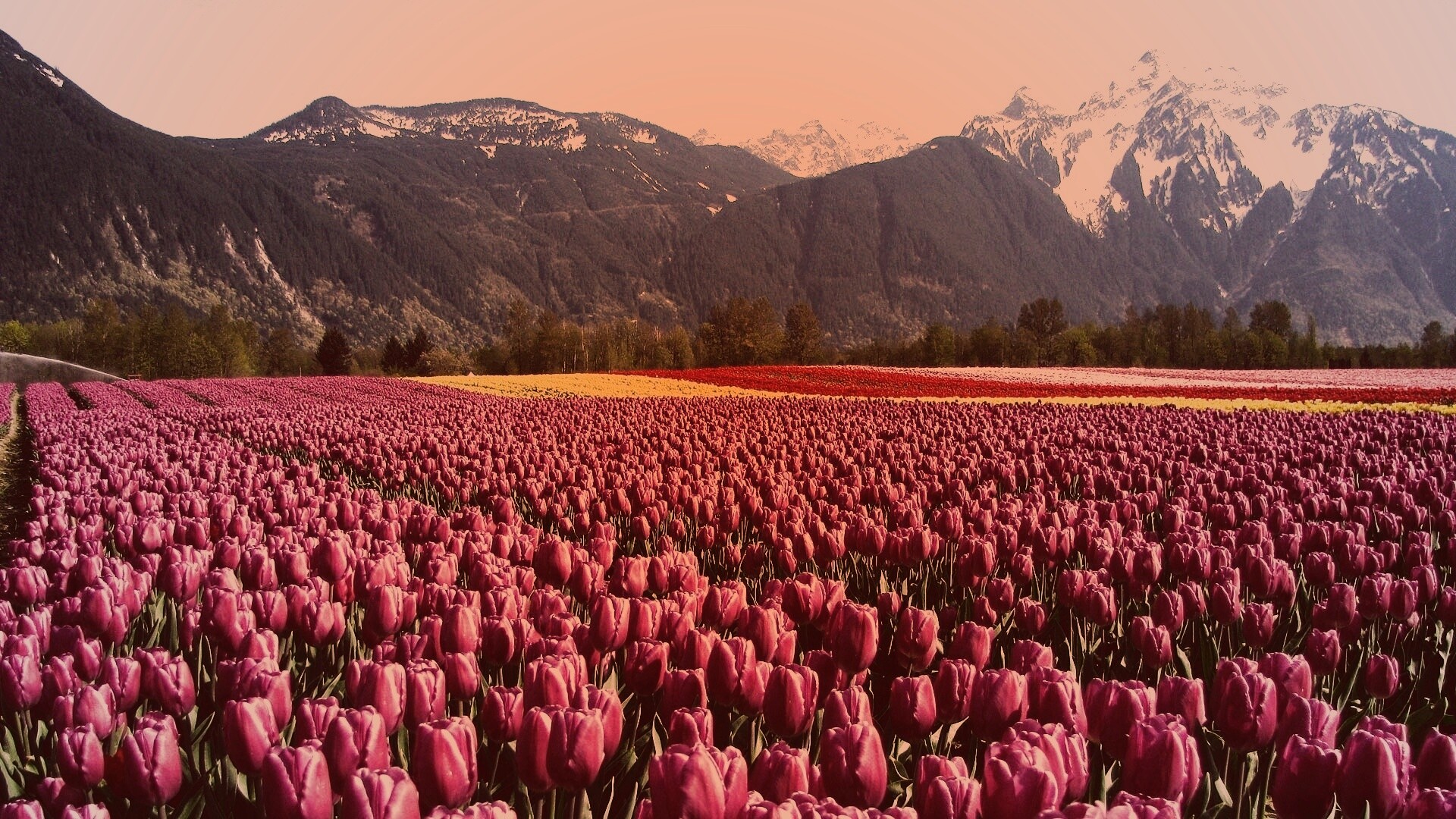 Поле тюльпанов обои