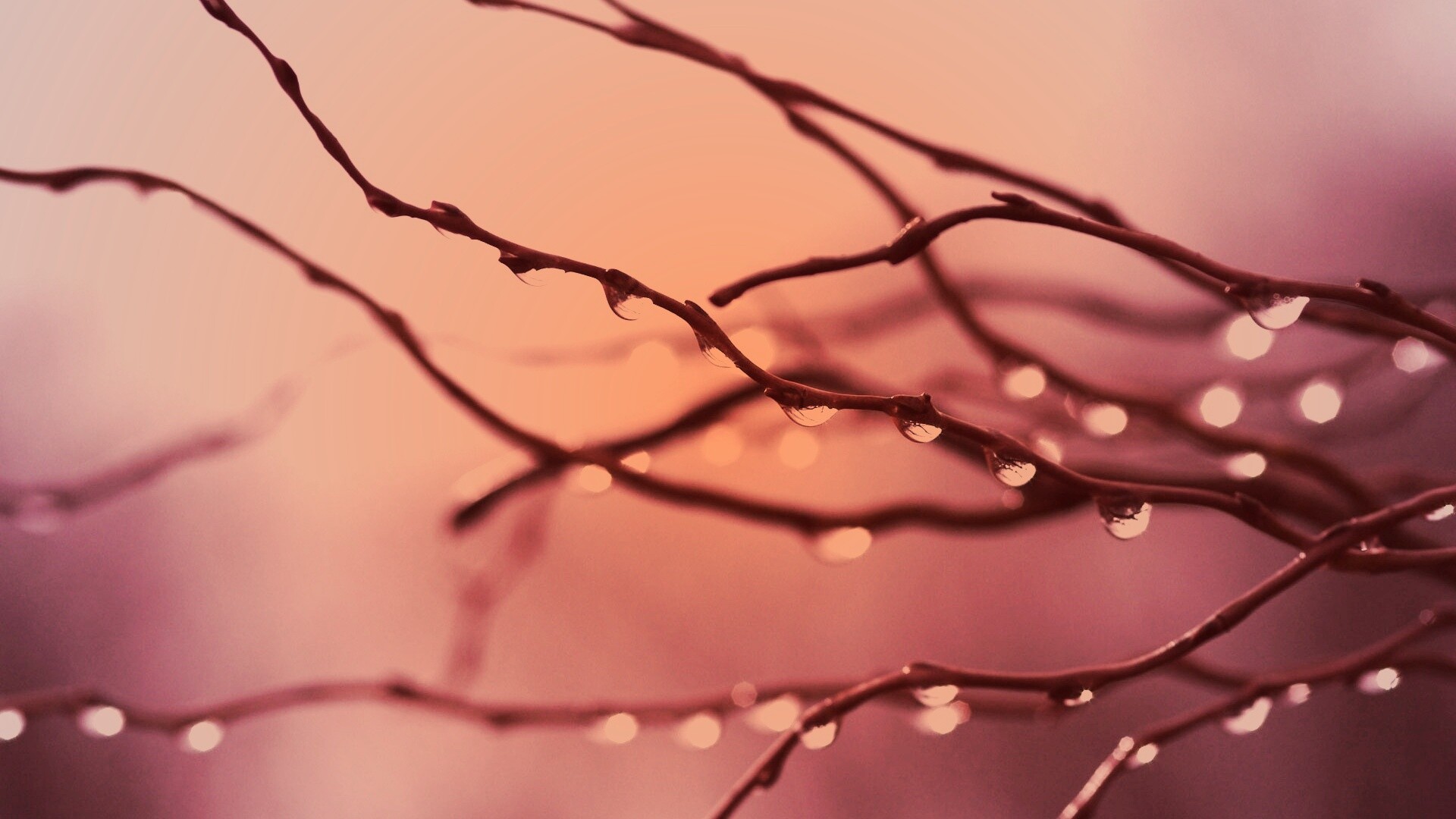 Капли на ветке обои