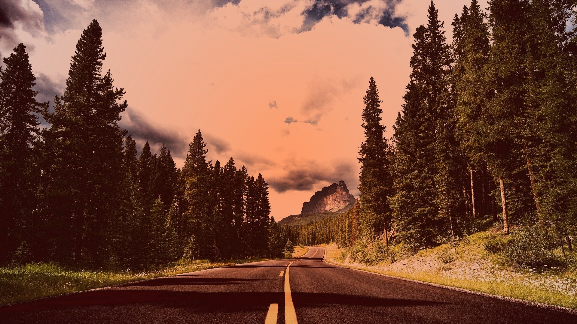 Красивая лесная дорога обои