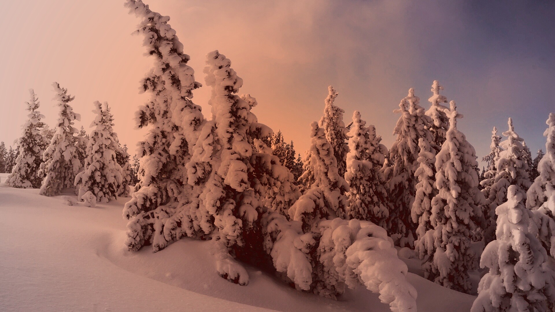 Ели в снегу обои