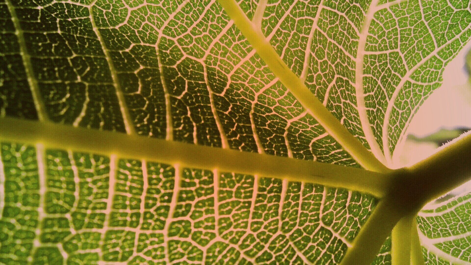 Внутренняя сторона листа обои