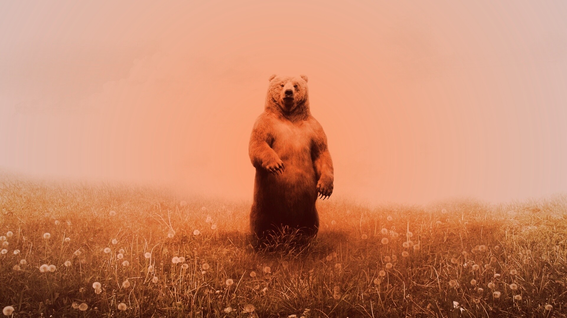 Медведь в одуванчиковом поле обои