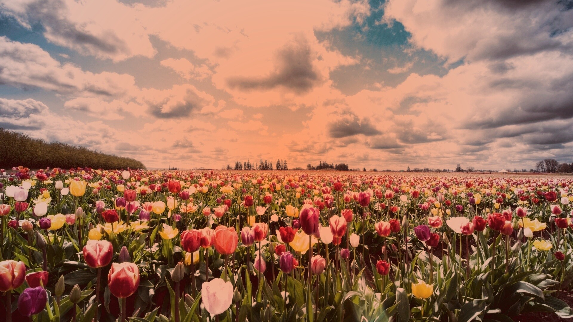 Поле тюльпанов обои