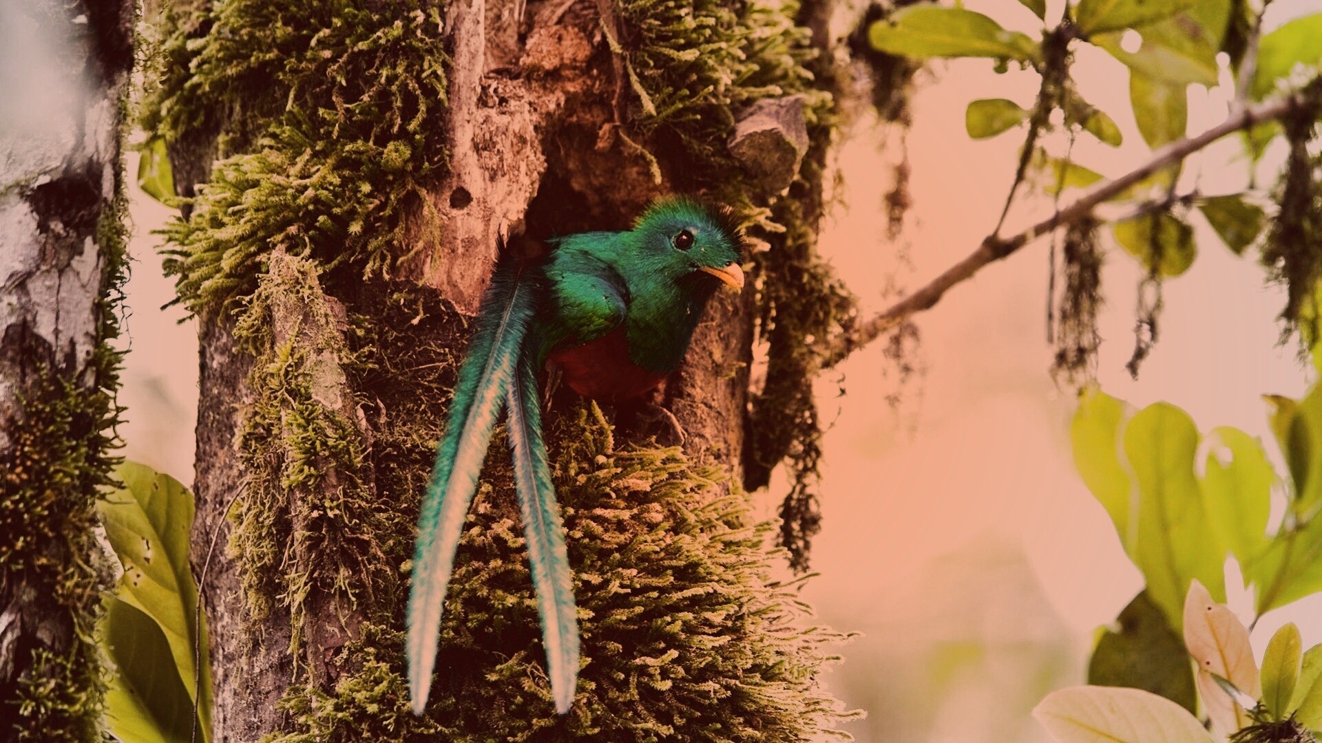 Райская птица в дупле обои