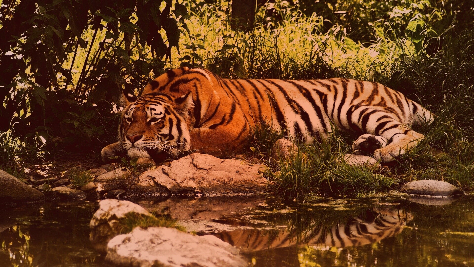 Тигр отдыхает обои