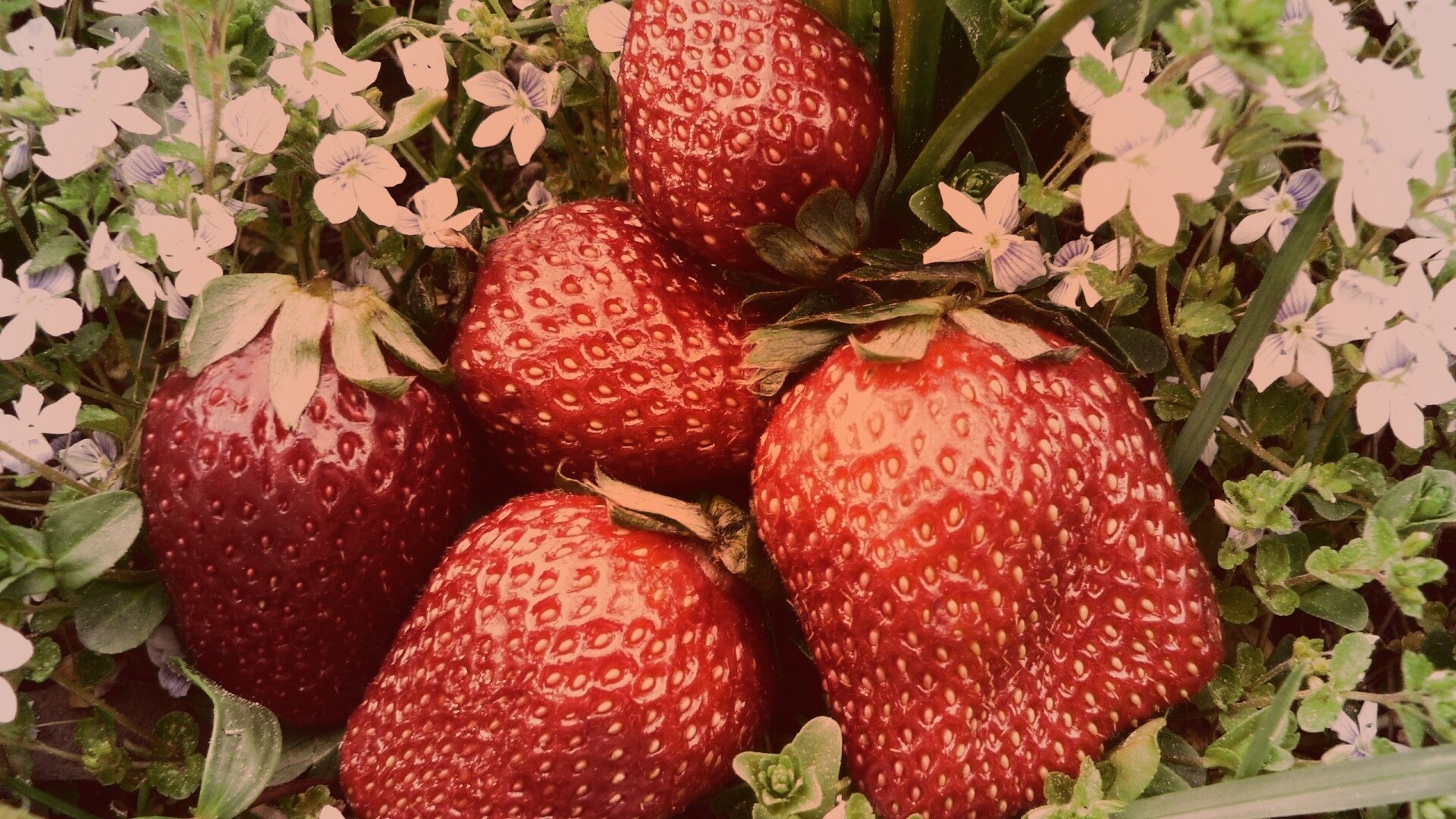 Клубника обои