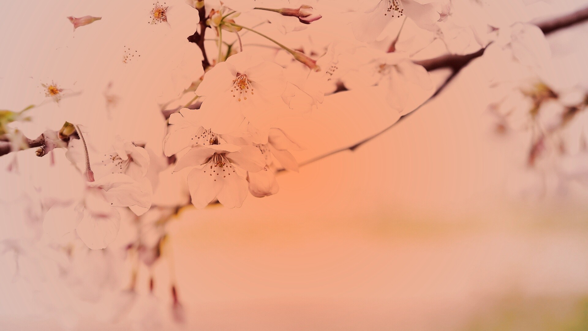 Цветение вишни обои