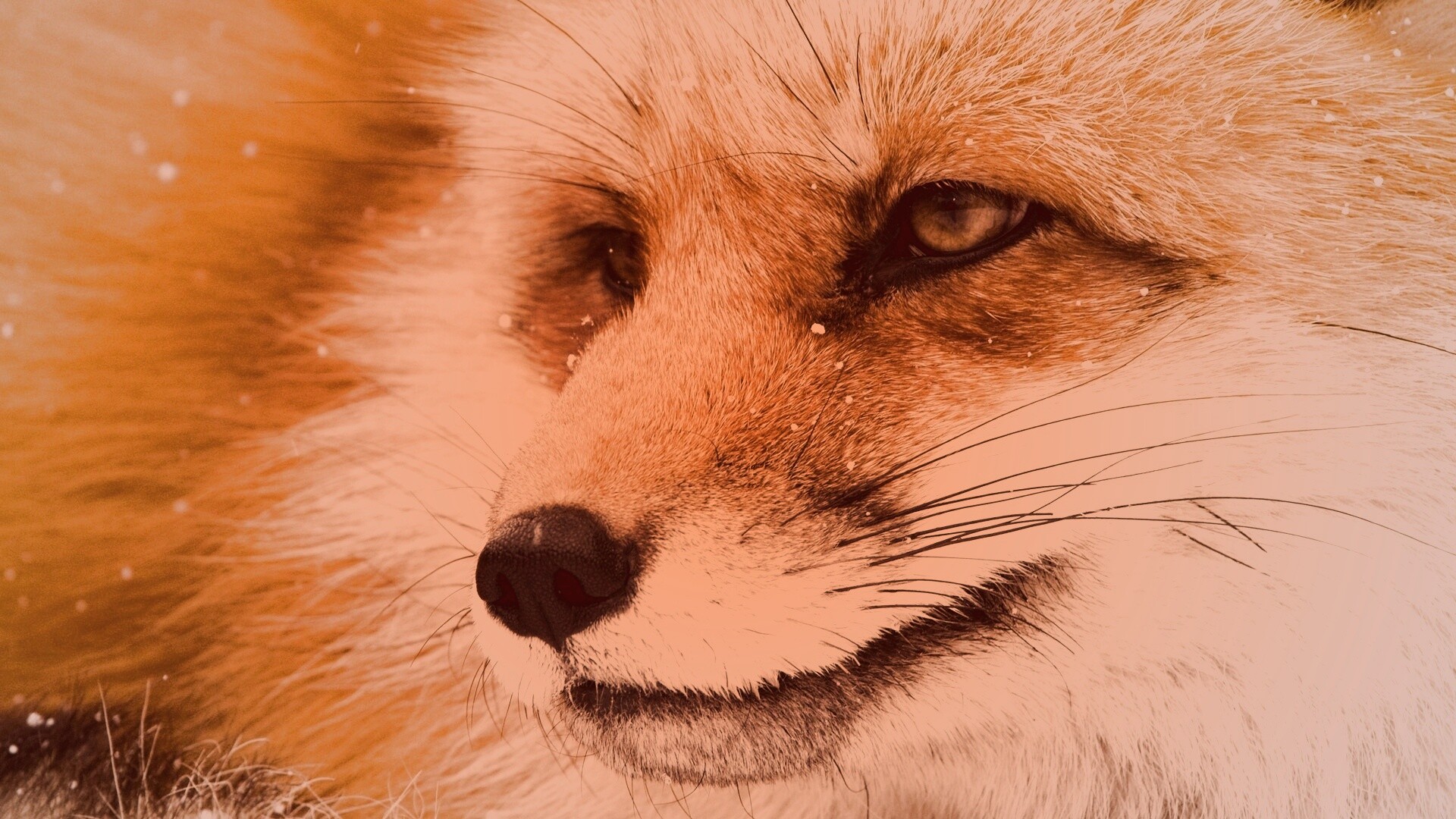 Морда рыжей лисы обои