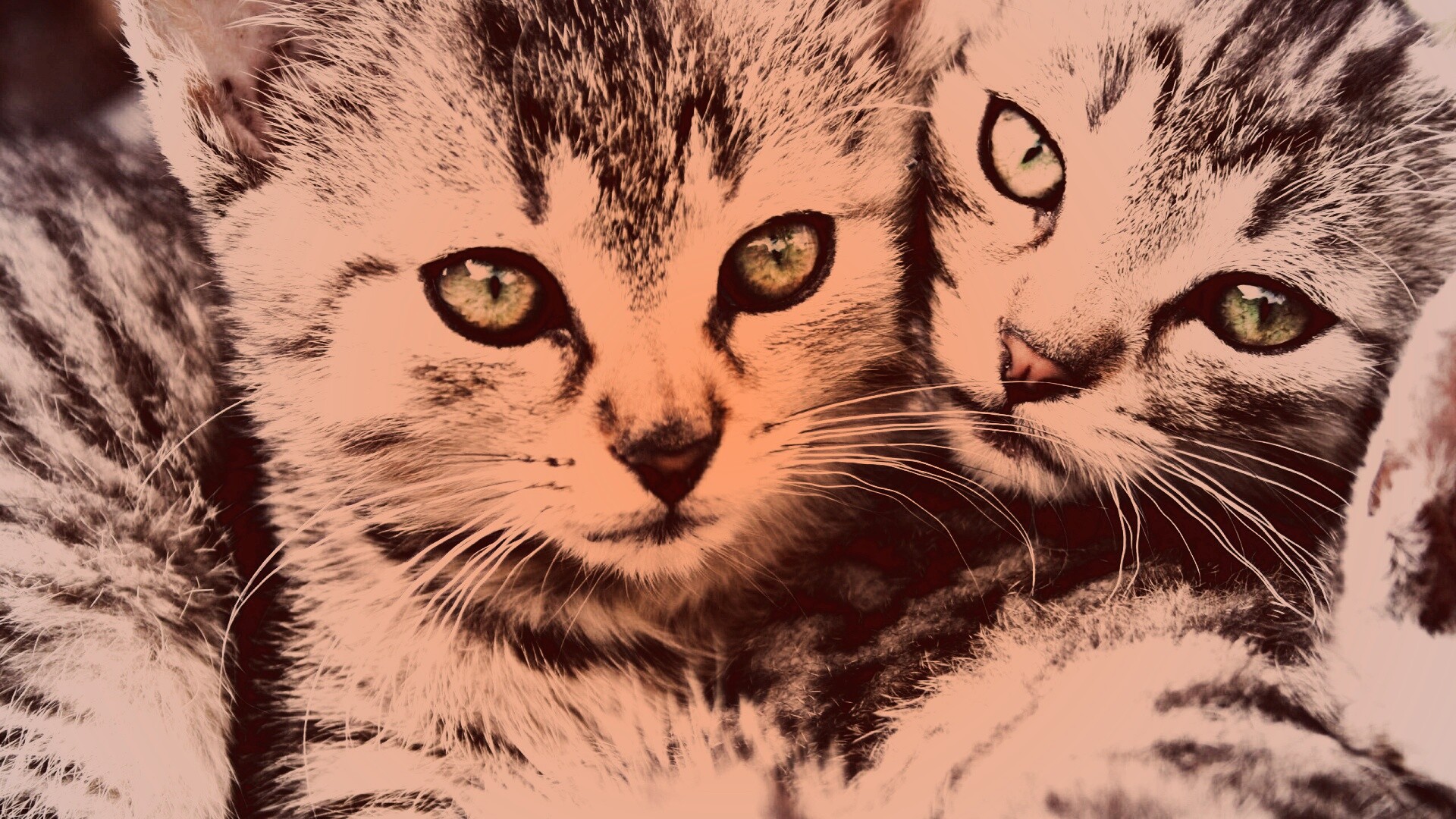 Котята в обнимку обои